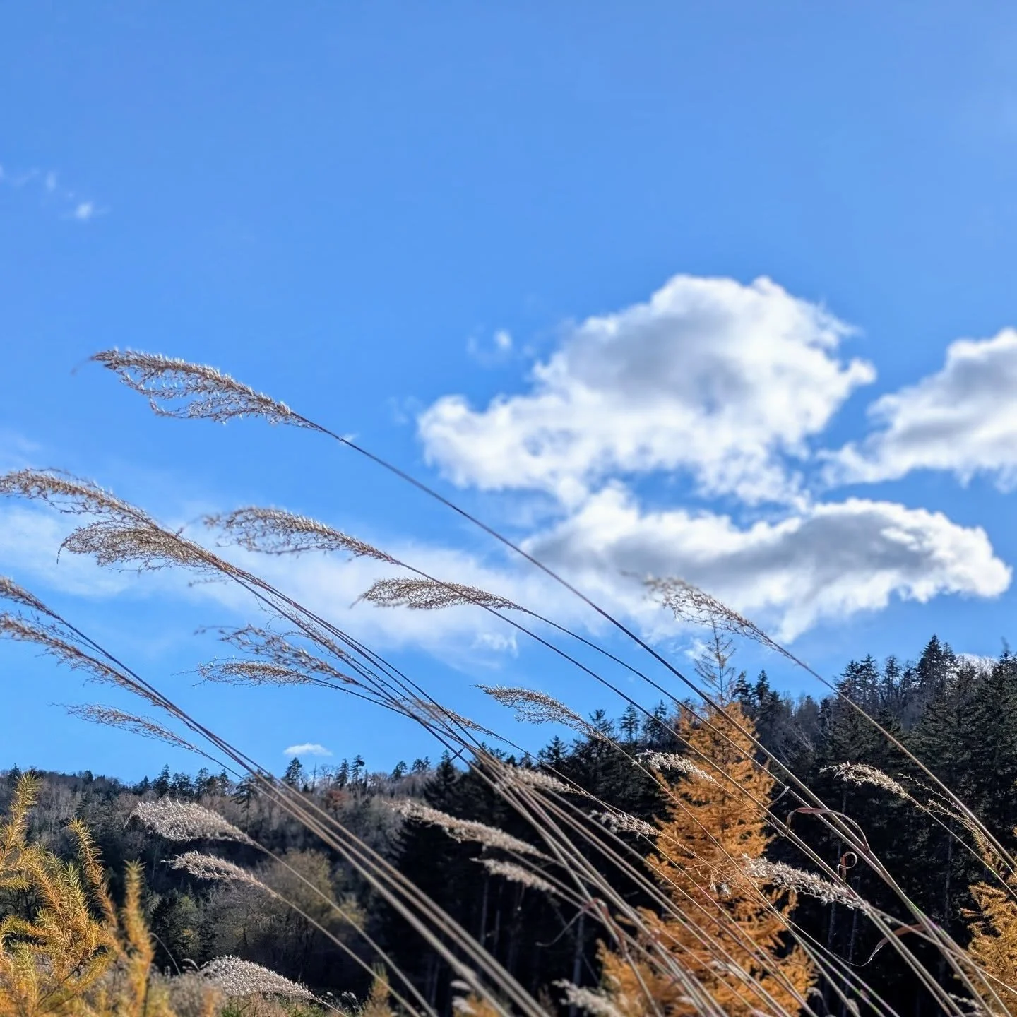 Wet and cold best describes November and some days can be miserable, but other days are brilliant and the rivers and lakes near Sapporo continue to awe me. 

＃フライフィシング
＃北海道
＃札幌
＃ニジマス
＃ウイルドトラウト
#支笏湖

#Sapporo
#Hokkaido
#flyfishing
#rainbowtrout
#lakes