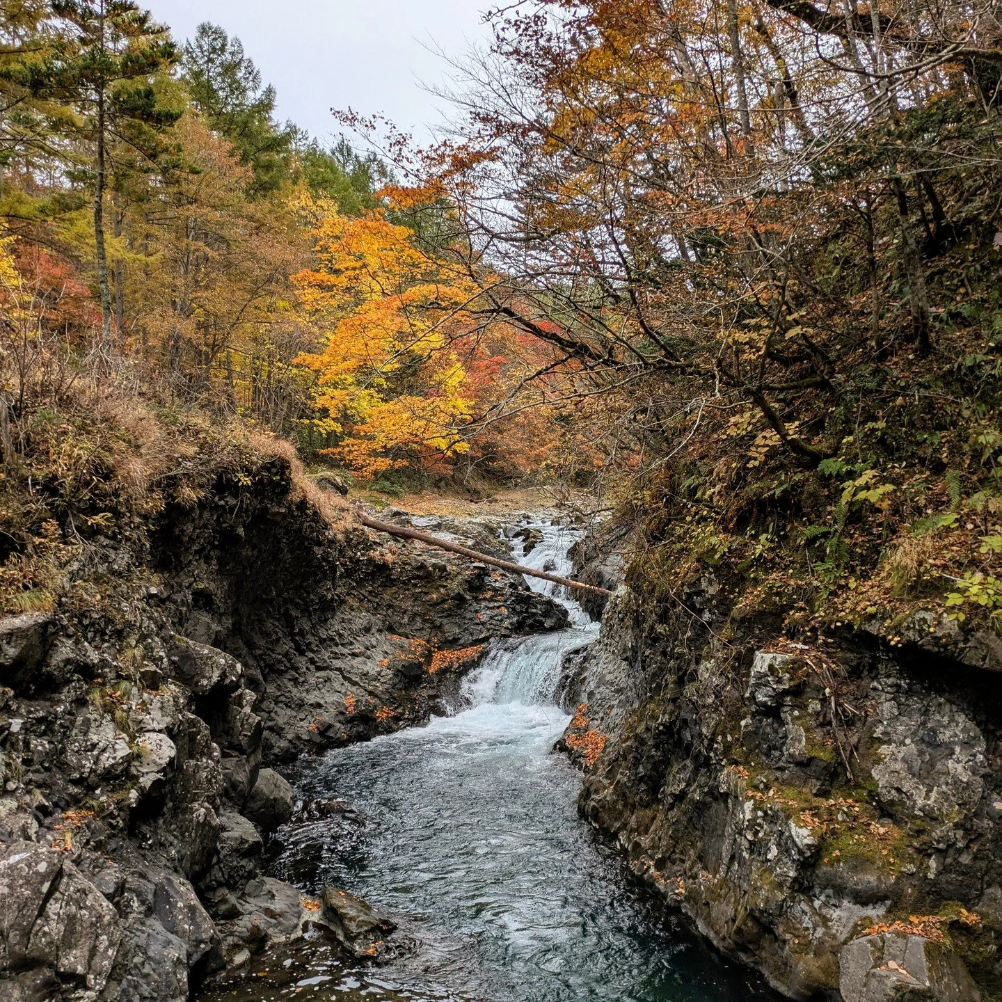 Late autumn on the stream with @midge.31 The colors were popping!