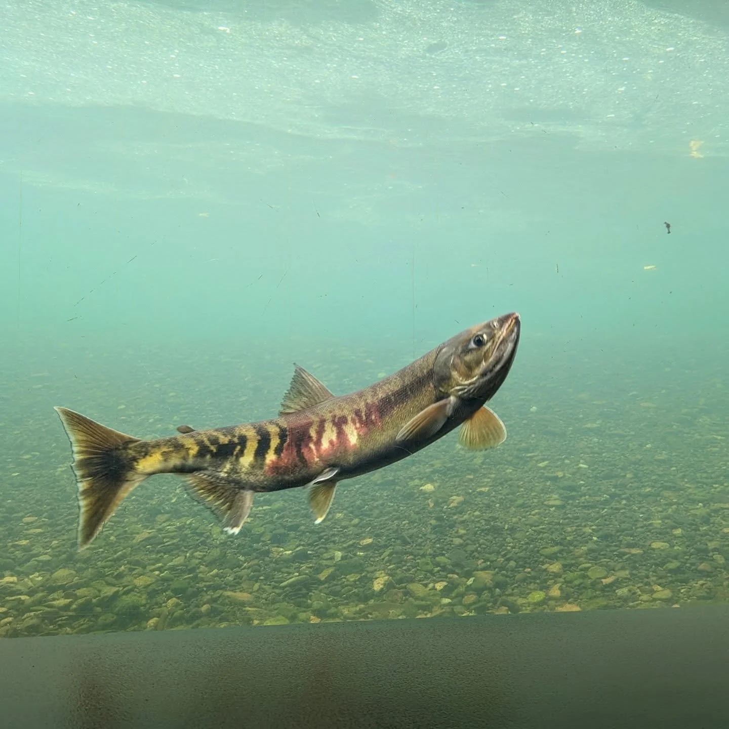 Looking into the Chitose river from the Chitose Salmon Museum. These salmon, to me, look like works of art.