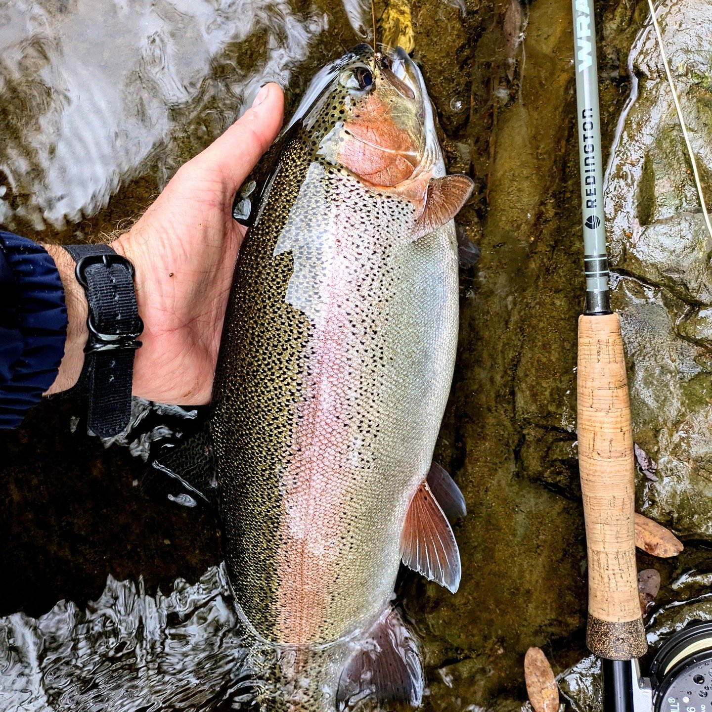 Early October, guiding and fishing in the Sapporo area streams. Shoutout to @coletashy for the streamers 👈 The leaves are beginning to change, and the temps are getting cool. Winter is nearing.