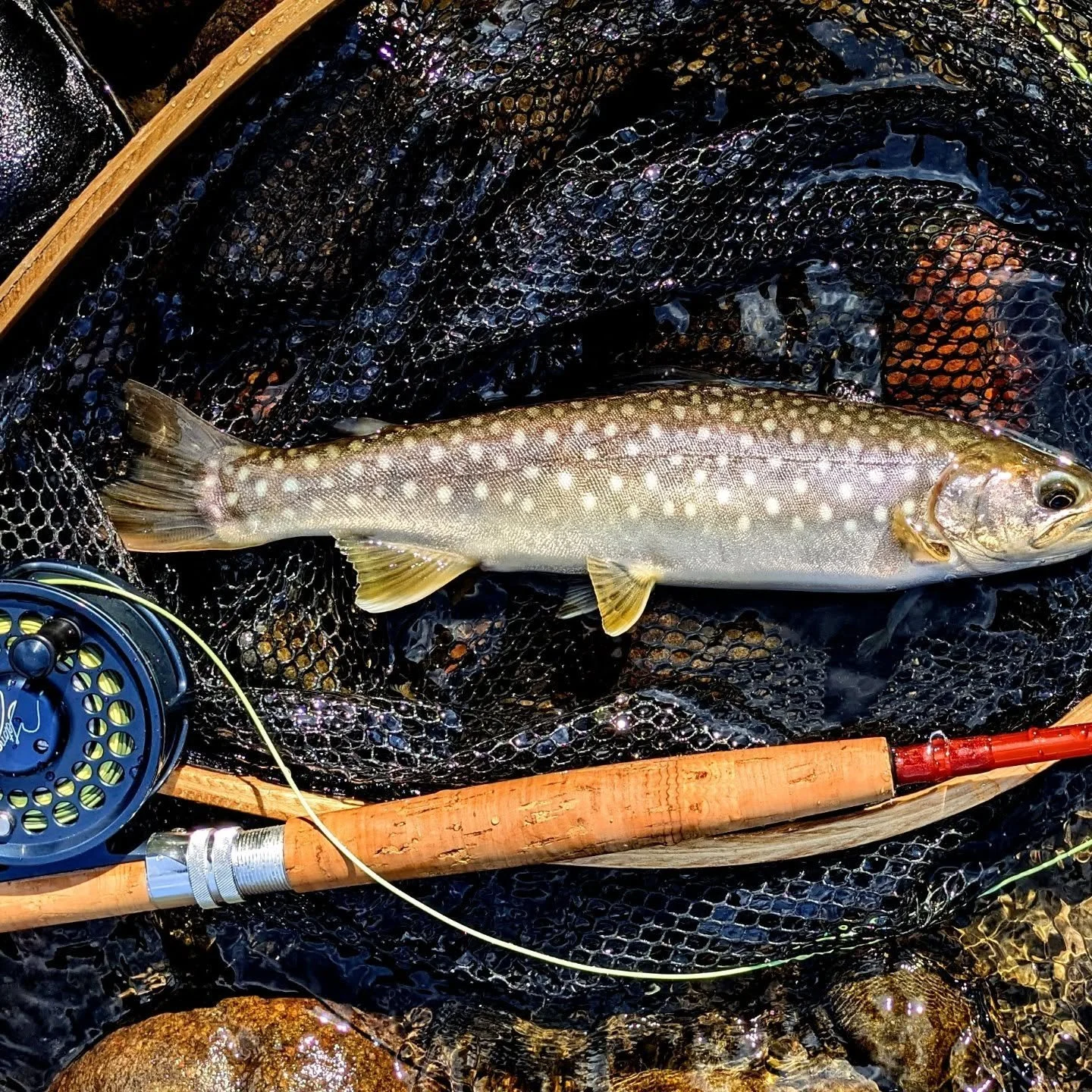 A beautiful fall day on stream with @midge.31