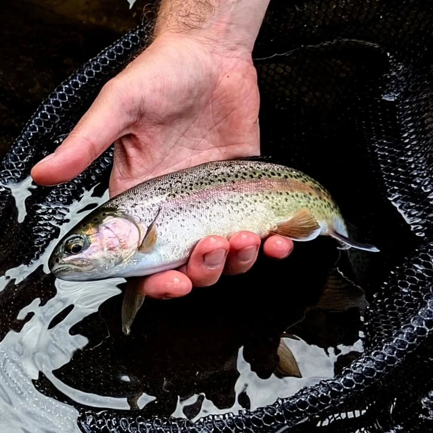 August fishing in Sapporo Streams. #sapporo #troutfishing