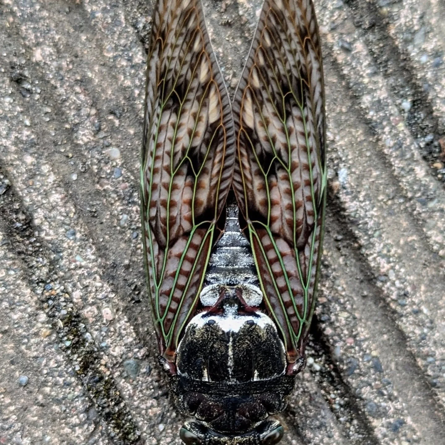 July, fishing and guiding in the Sapporo area. The cicada are out and big dry season is here.