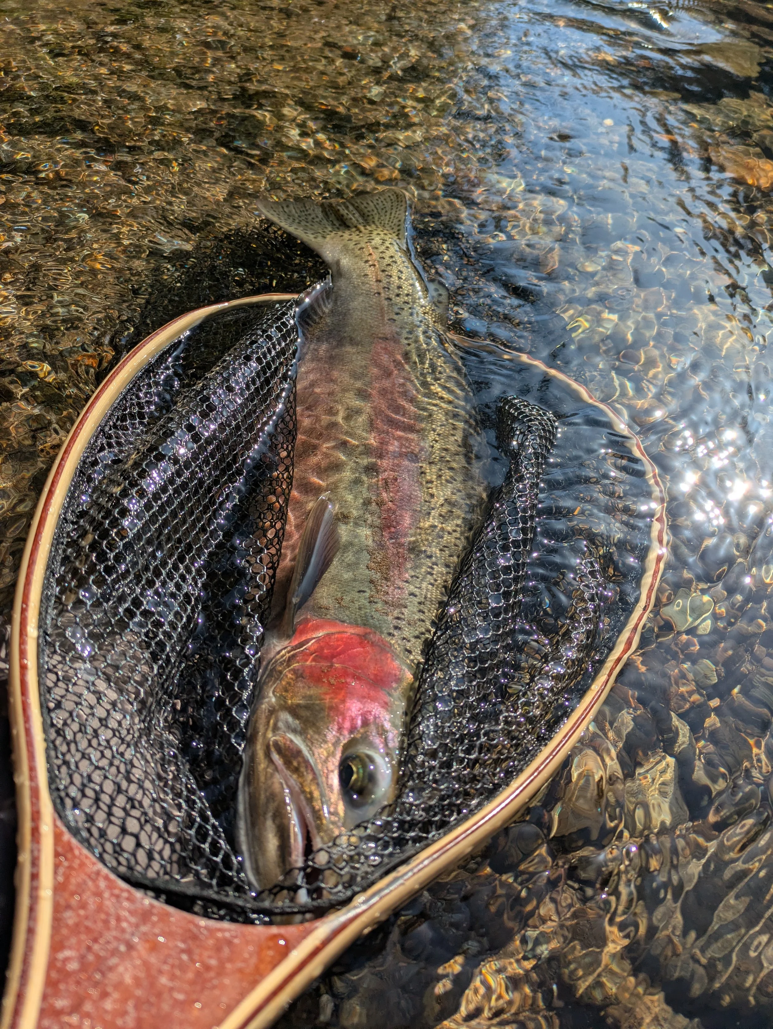 A fishing net containing a large fish, likely a trout, partially submerged in clear water with rocks at the bottom.