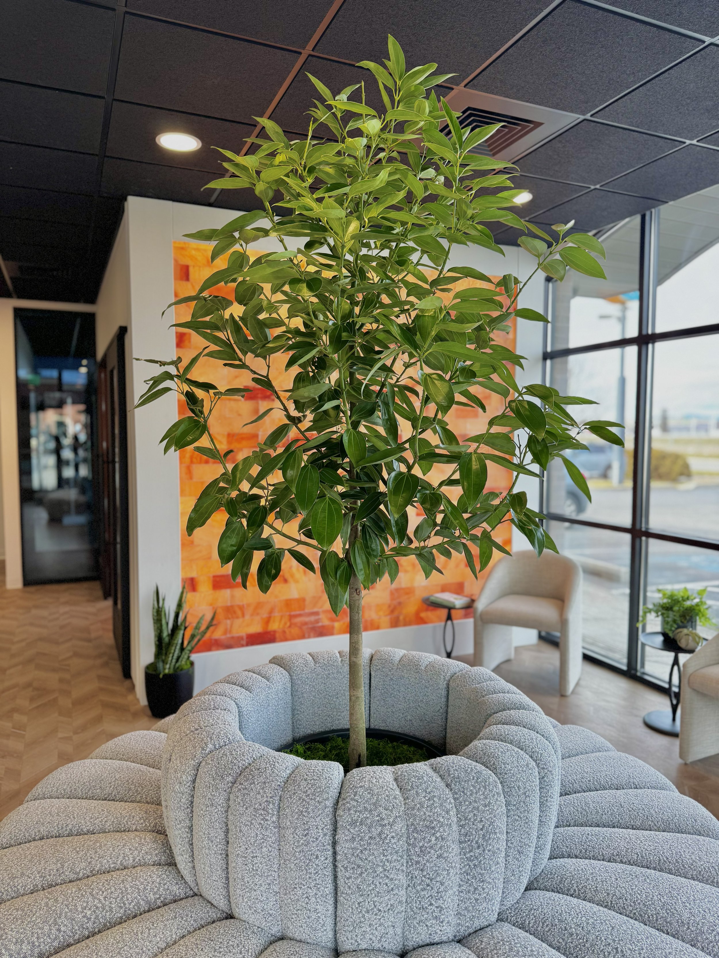 Dental Office in Post Falls tree in round couch