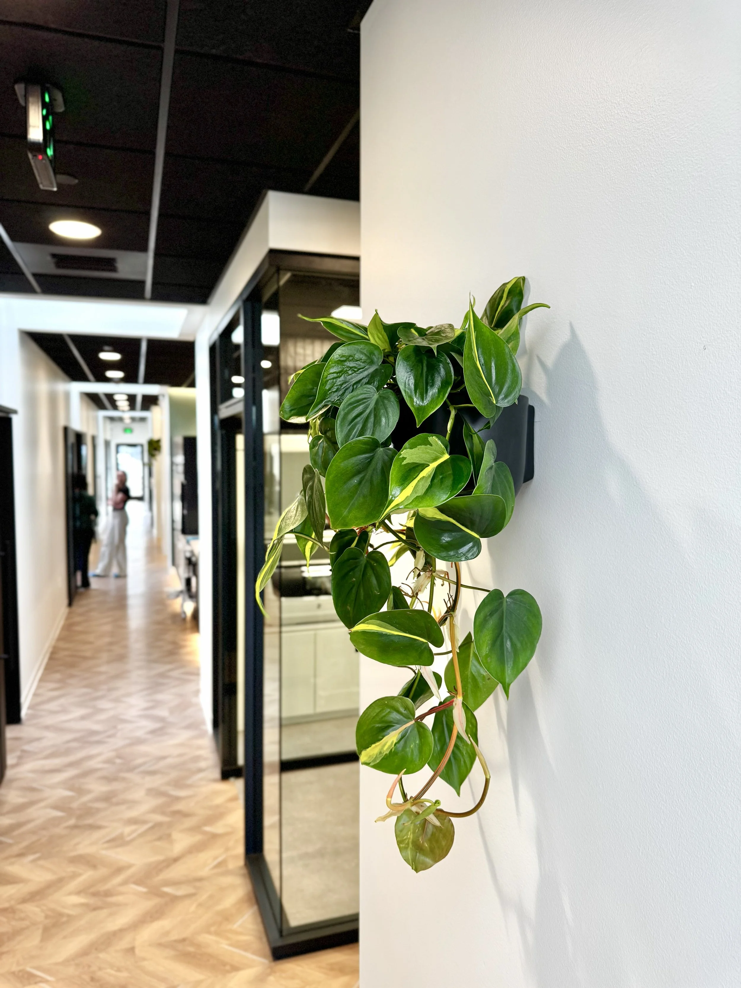 Dental Office in Post Falls plant in wall planter