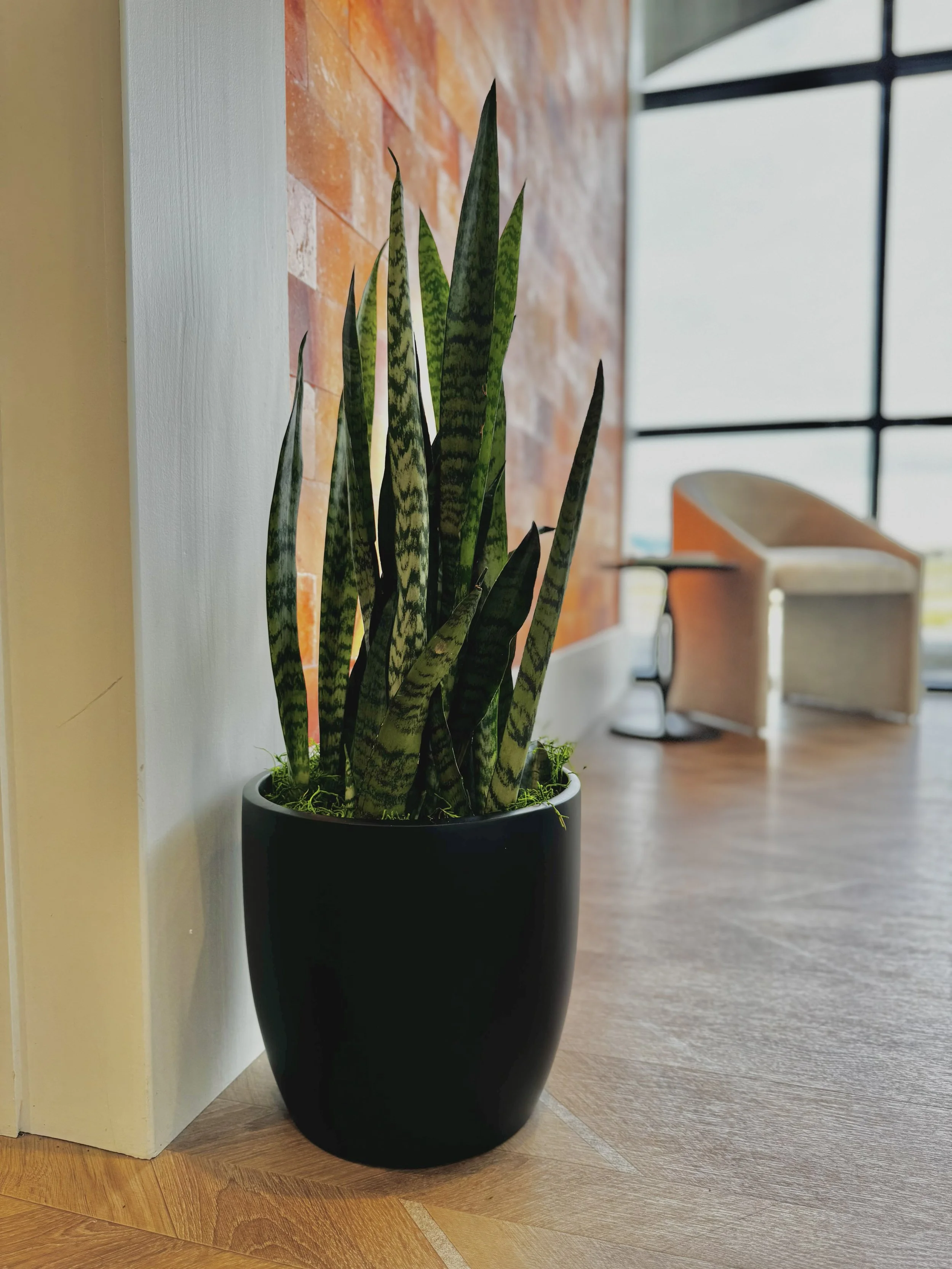 Dental Office in Post Falls sansevieria in a black pot
