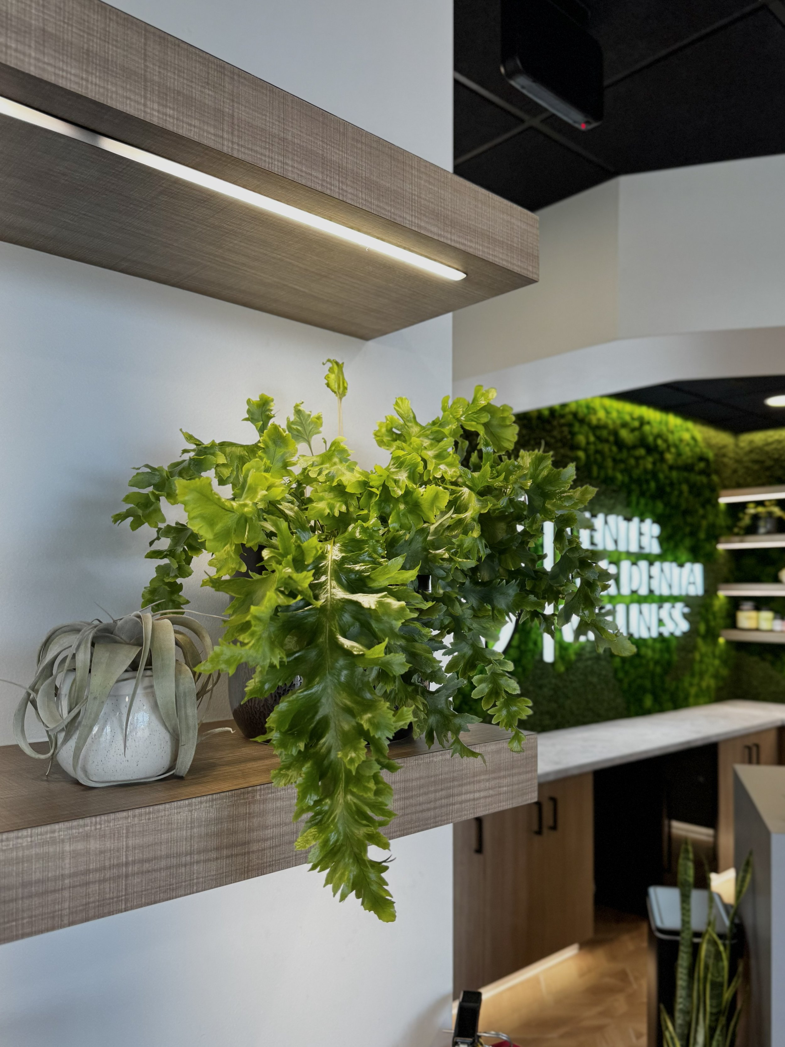Dental Office in Post Falls plant on shelf.