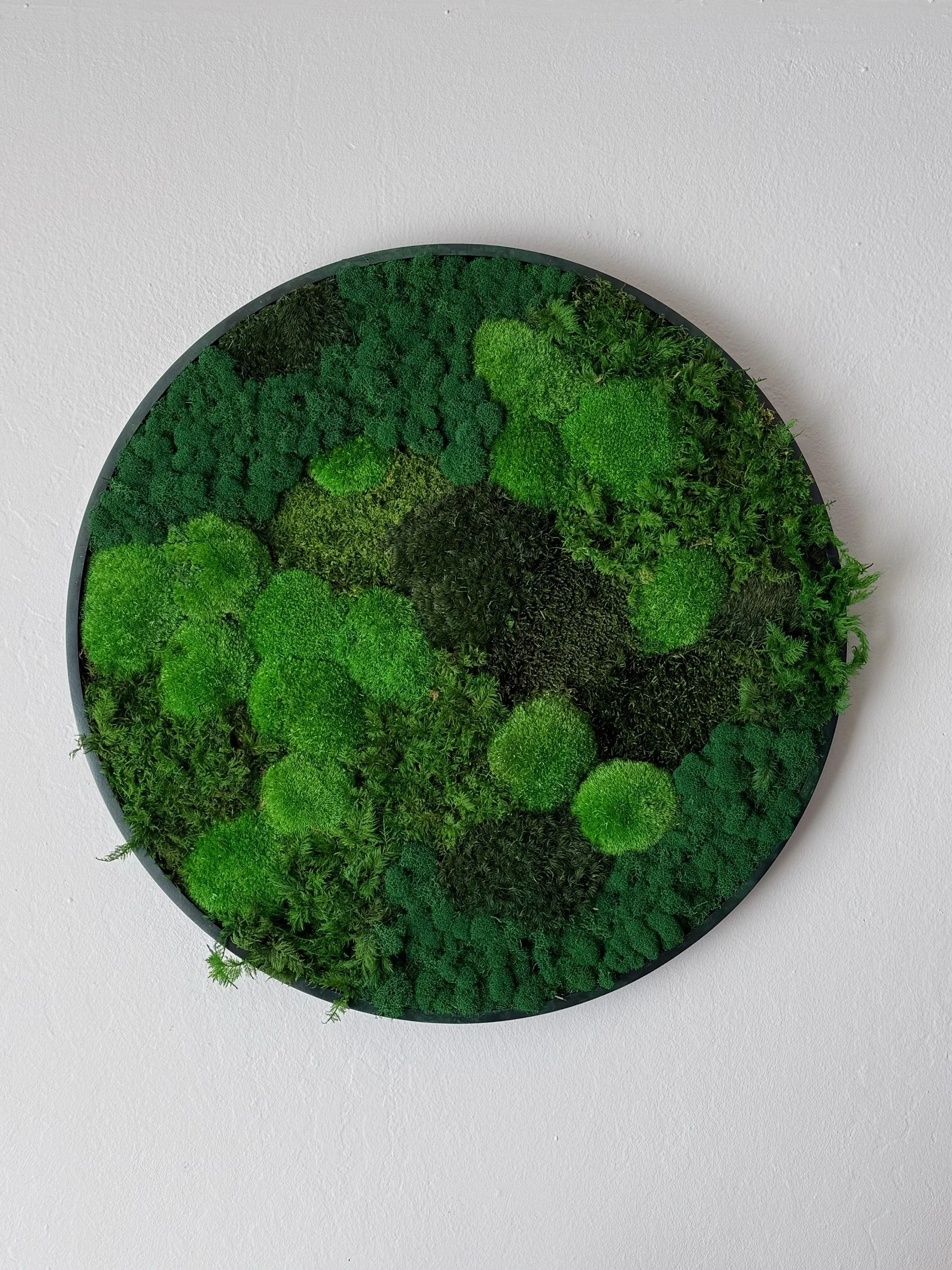 A circular moss wall in a black frame using different preserved mosses such as sheet, pole, mood and reindeer moss in a private residence. 