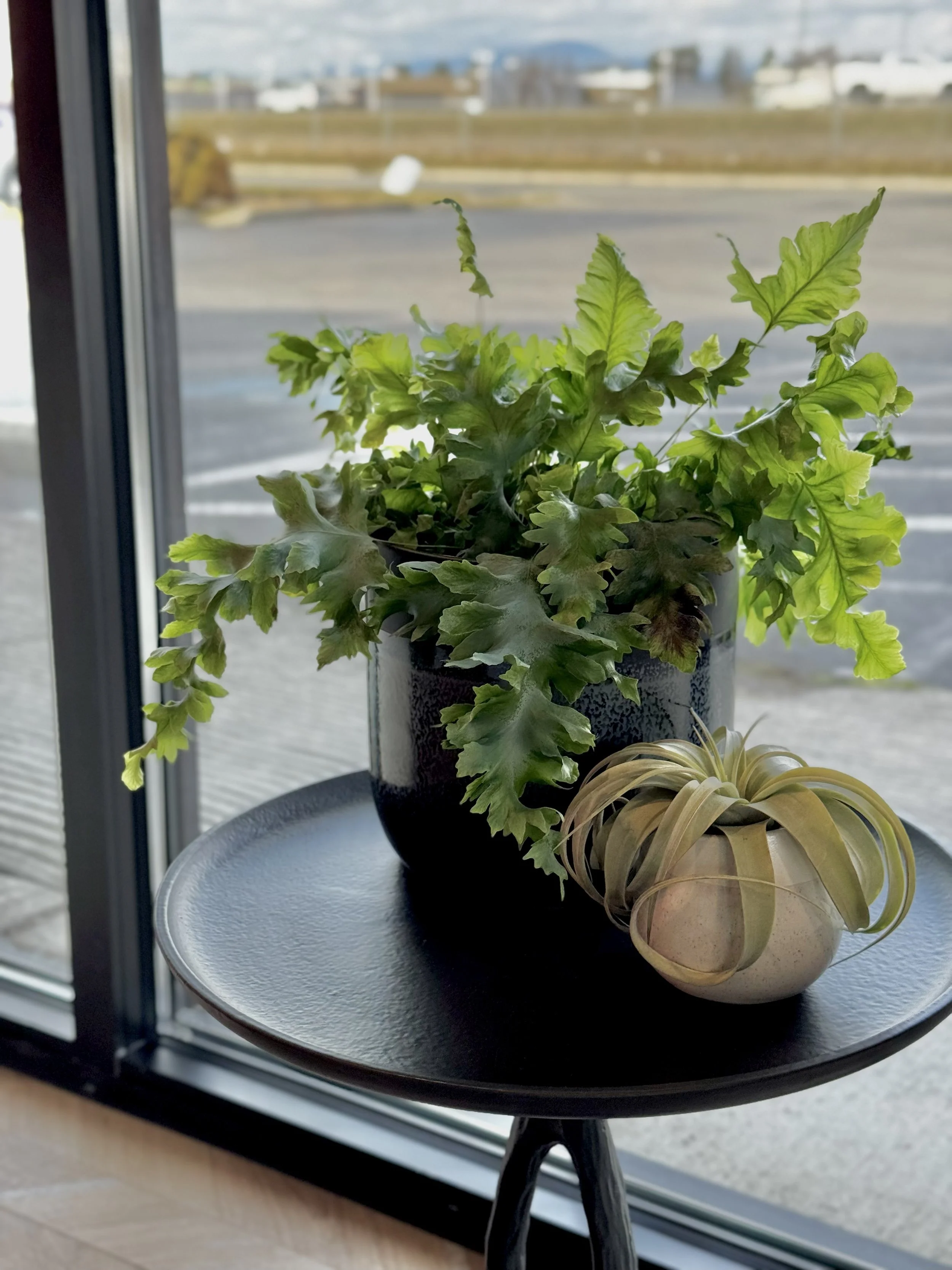 Dental Office in Post Falls plant on end table next to window