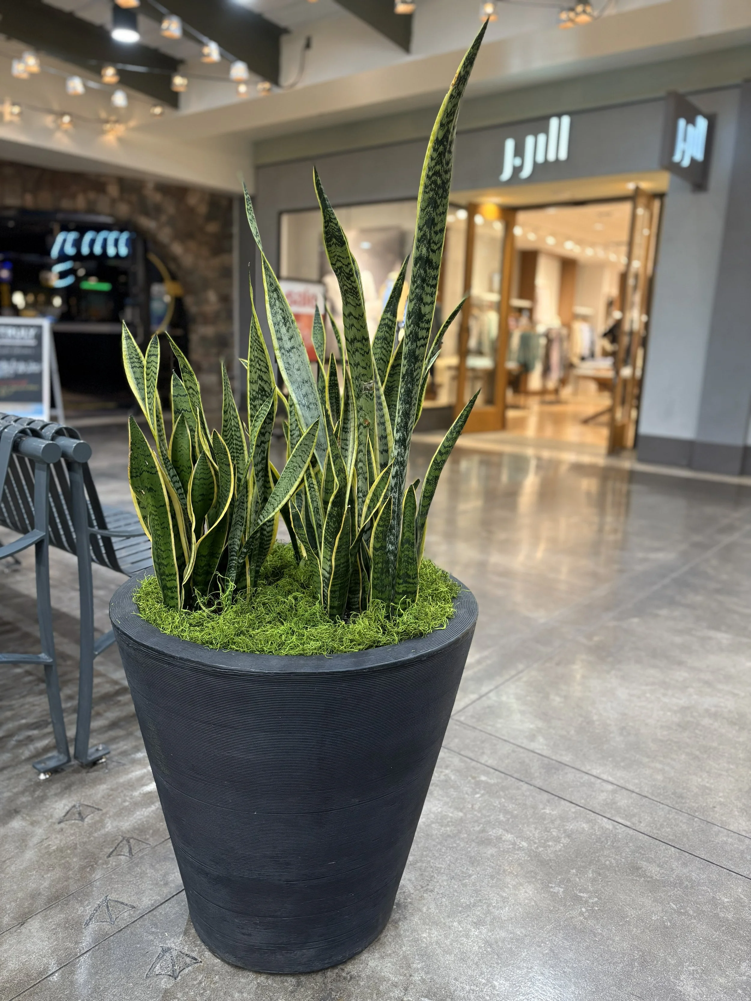 Sansevieria in a black planter at the mall in Spokane 