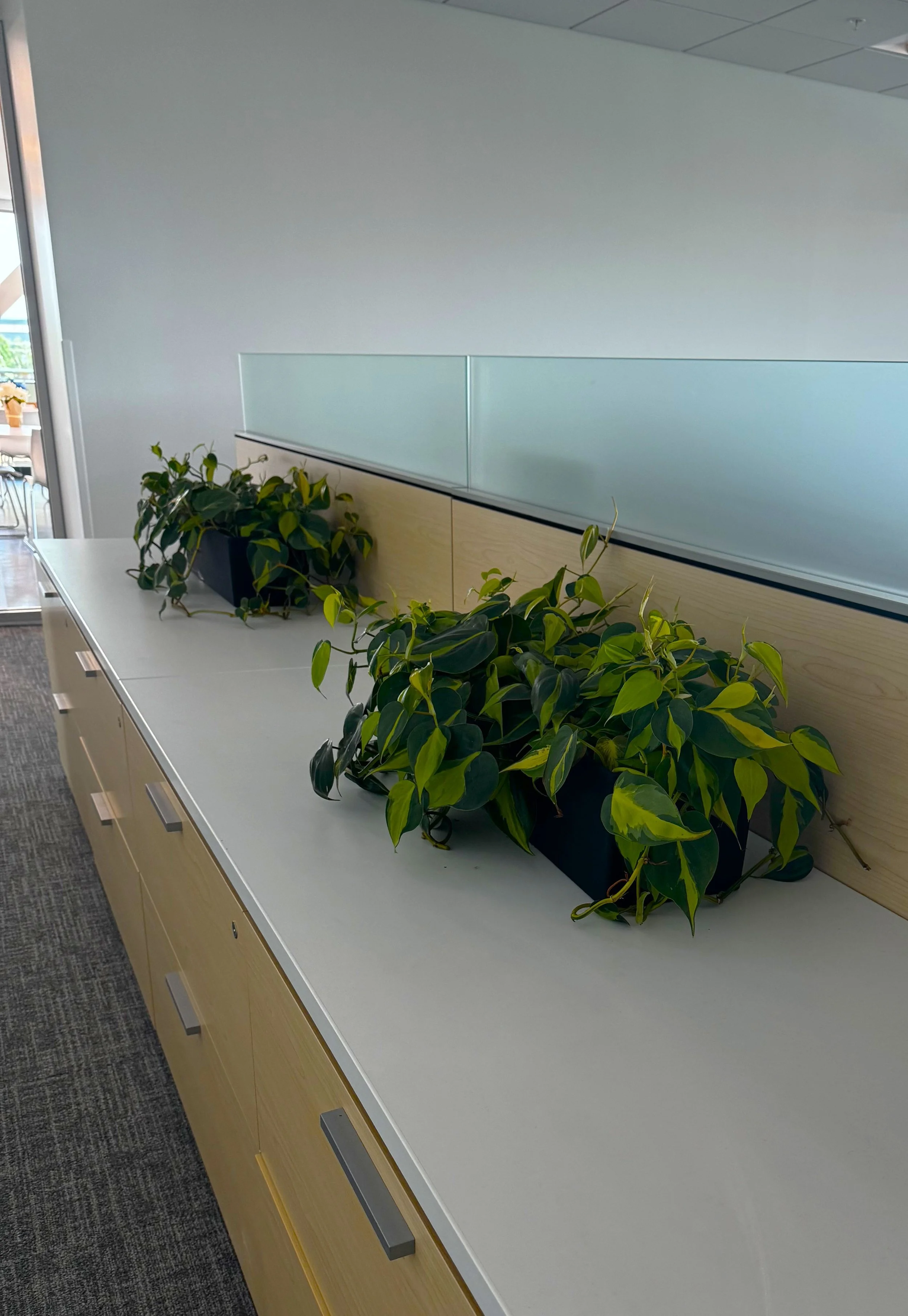 Two black long planters on top of filing cabinets in an office.