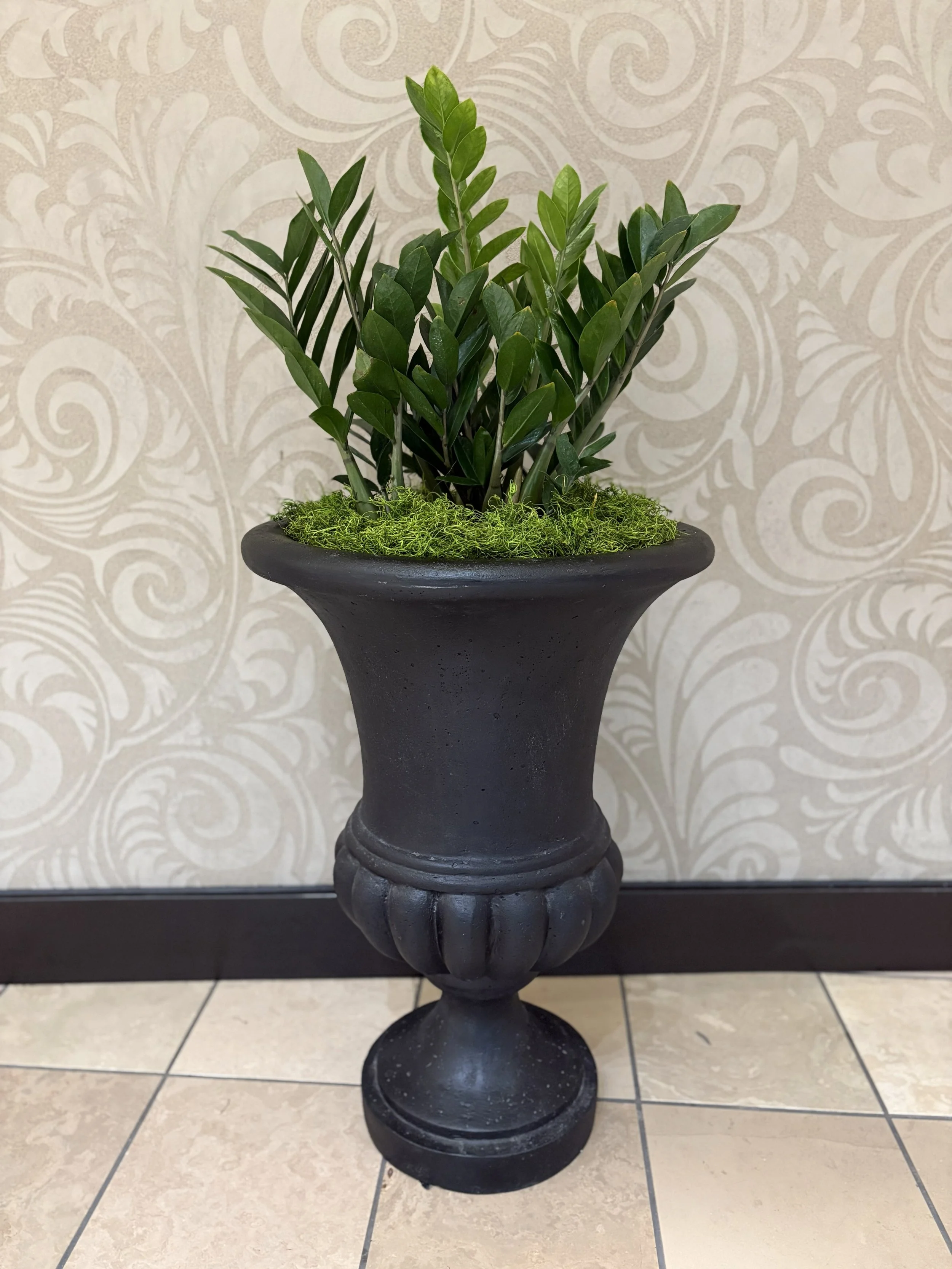 ZZ in a urn planter at the mall in Spokane