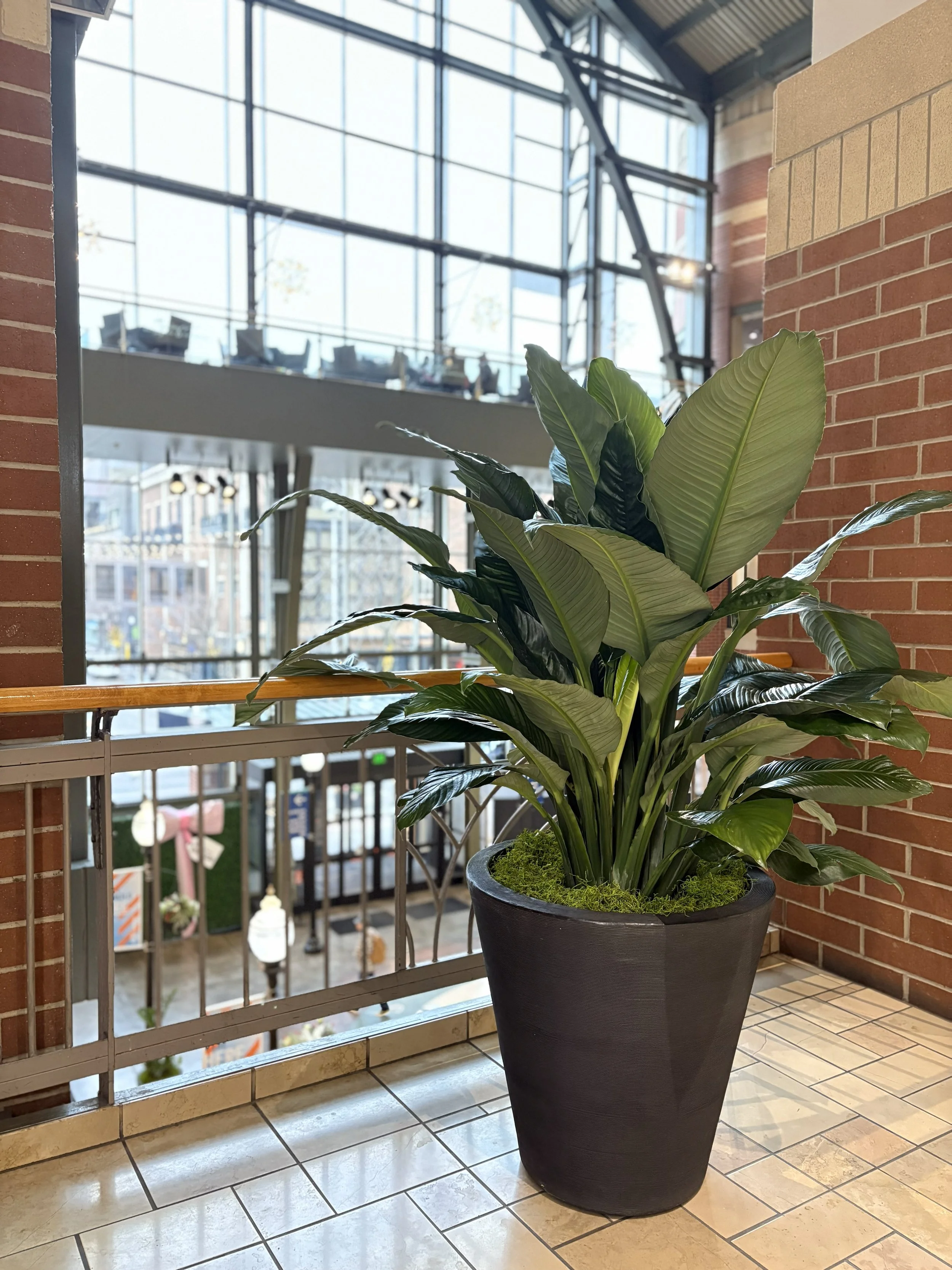 Large plant with big leaves overlooking an atrium at the mall in Spokane