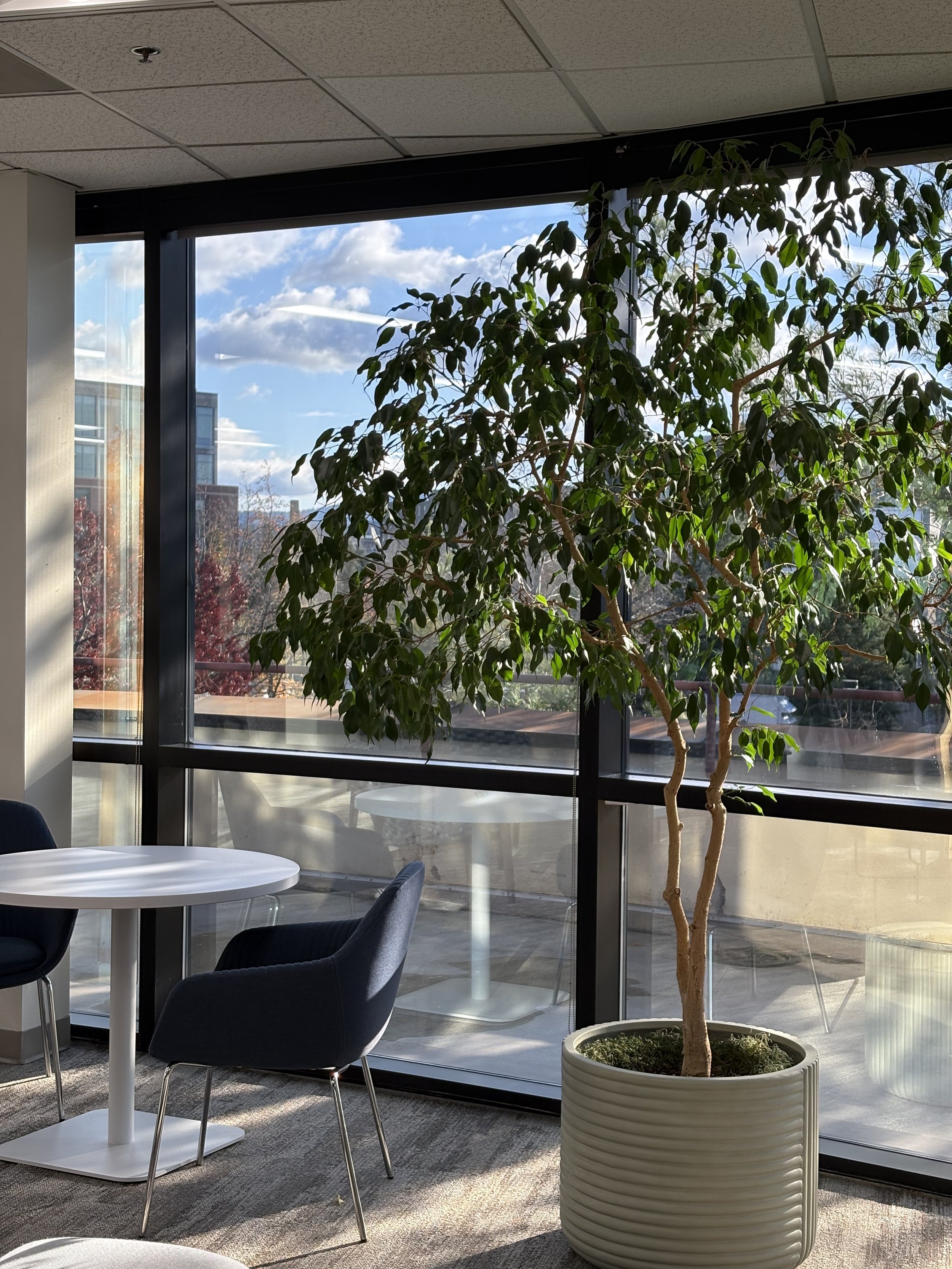 A tall Ficus benjamina tree in a sage colored container sitting in a brightly lit window of a commercial office in Spokane