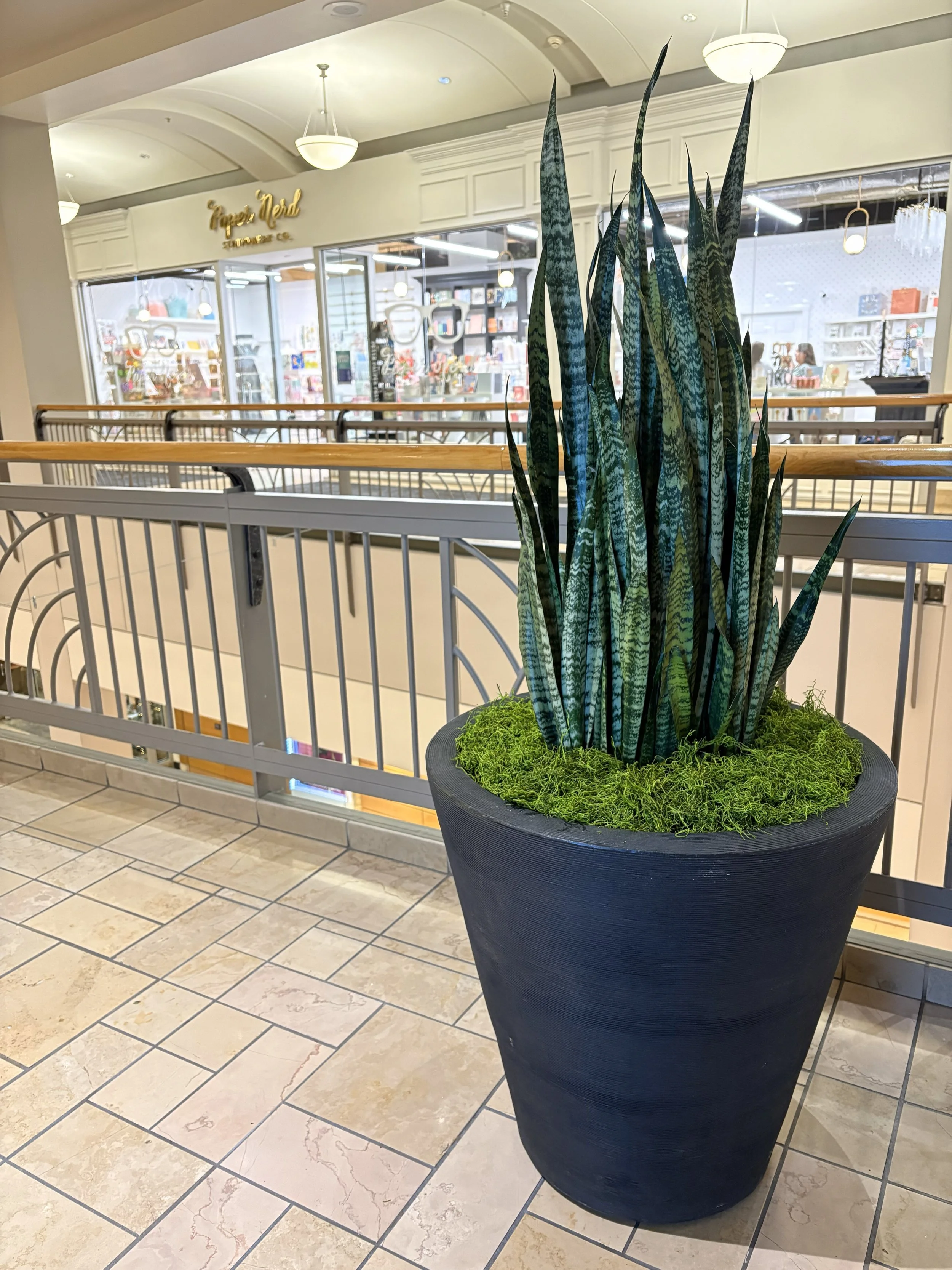Sansevieria in a black planter at the mall in Spokane