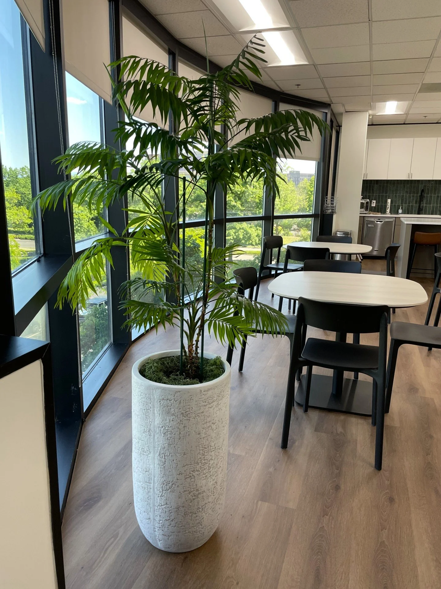 Tall palm tree in a decorative white container in a beautiful corporate kitchen.