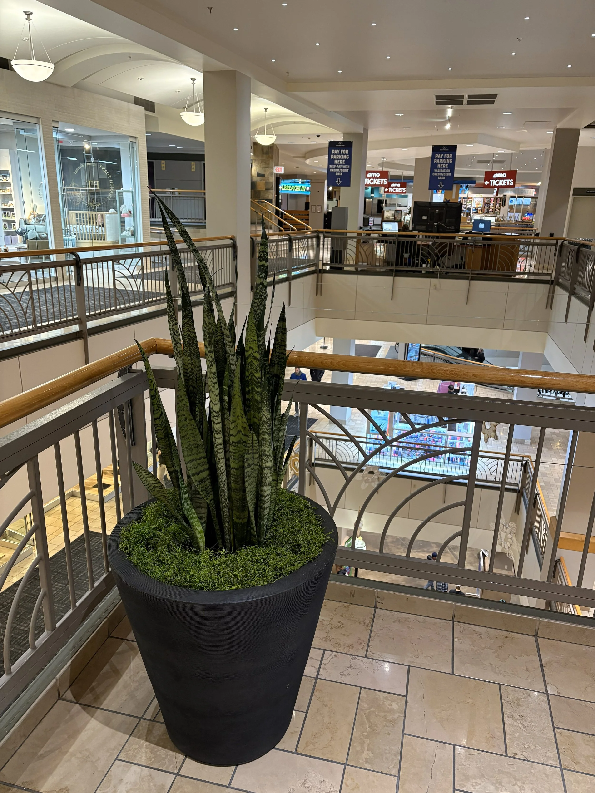 Sansevieria in a black planter at the mall in Spokane 