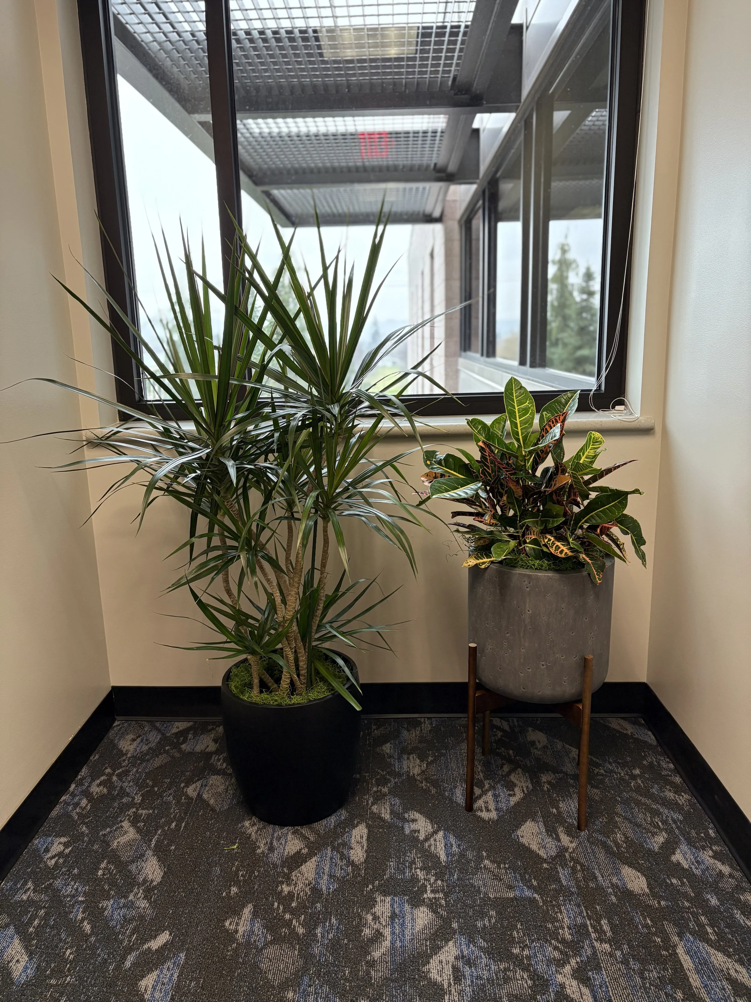 Two plants in decorative containers sitting in a corner of a corporate office.