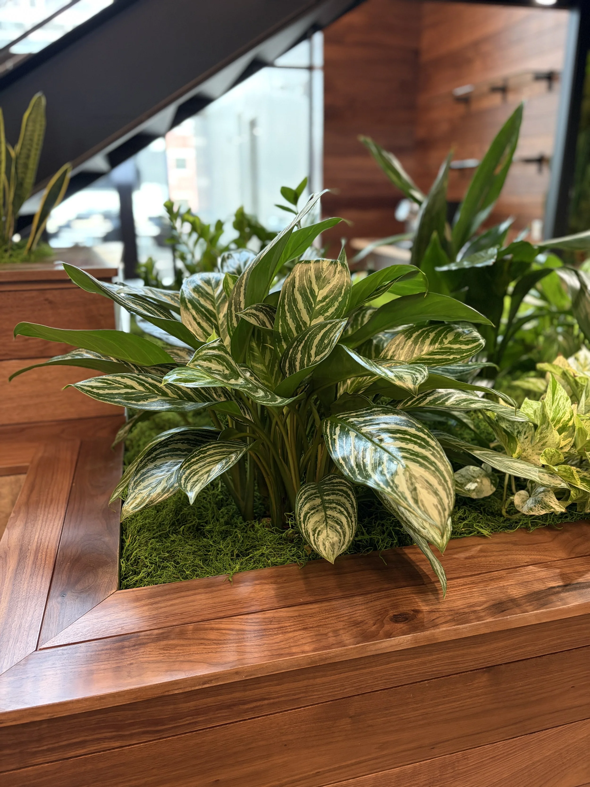 Live plants in a large planter