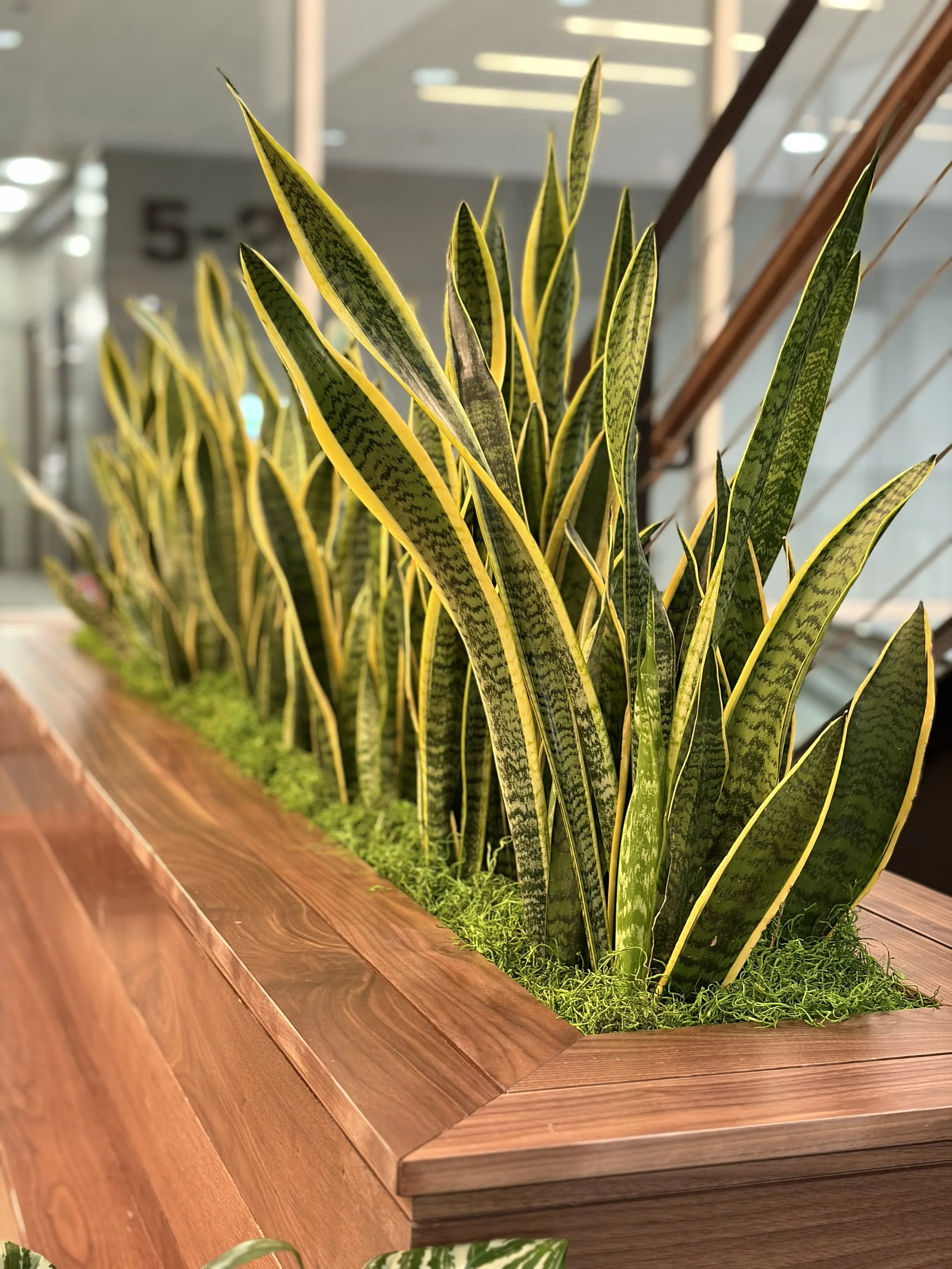 Sansevieria in a planter at a paper company 