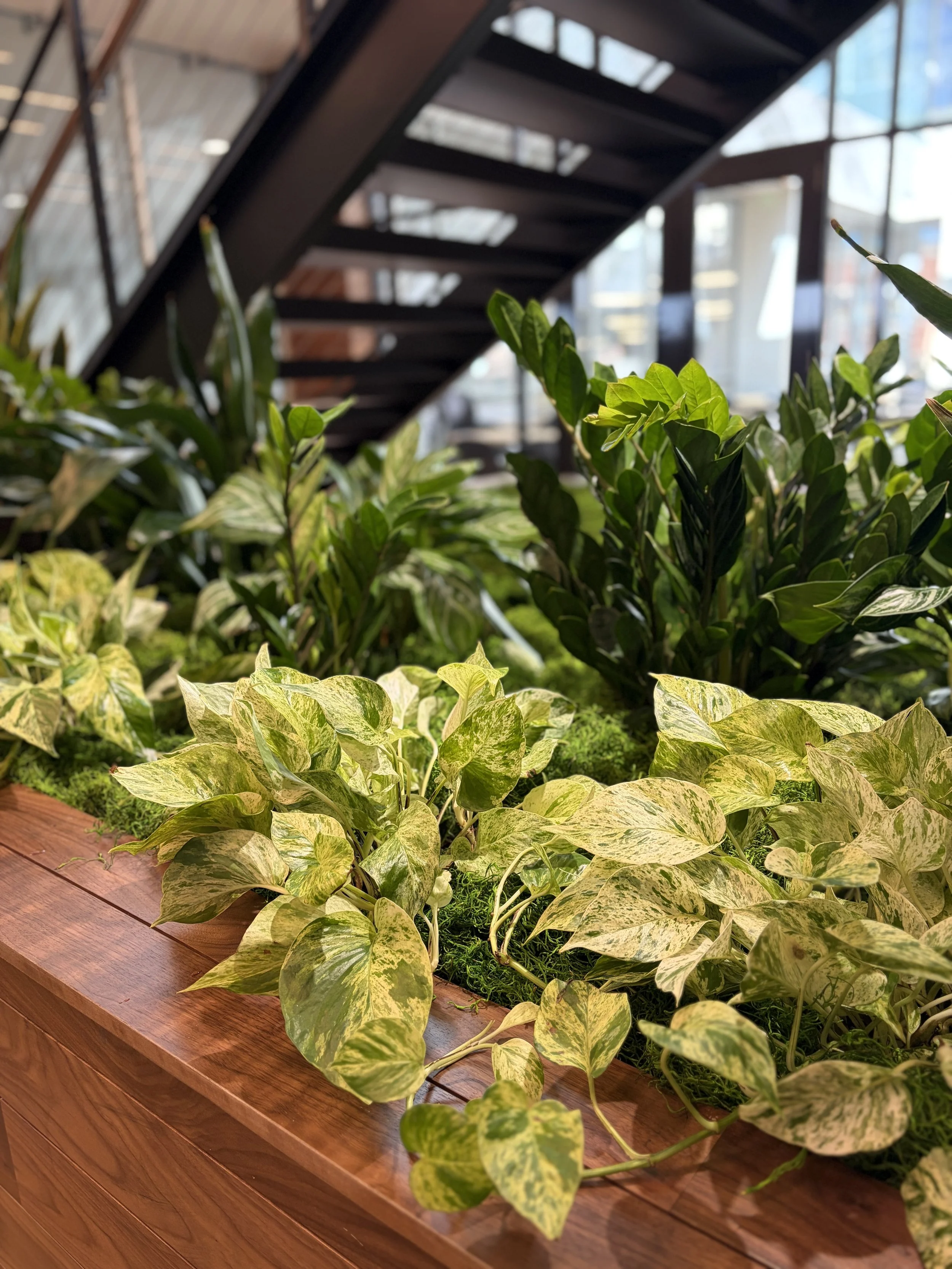 Live plants in a large planter
