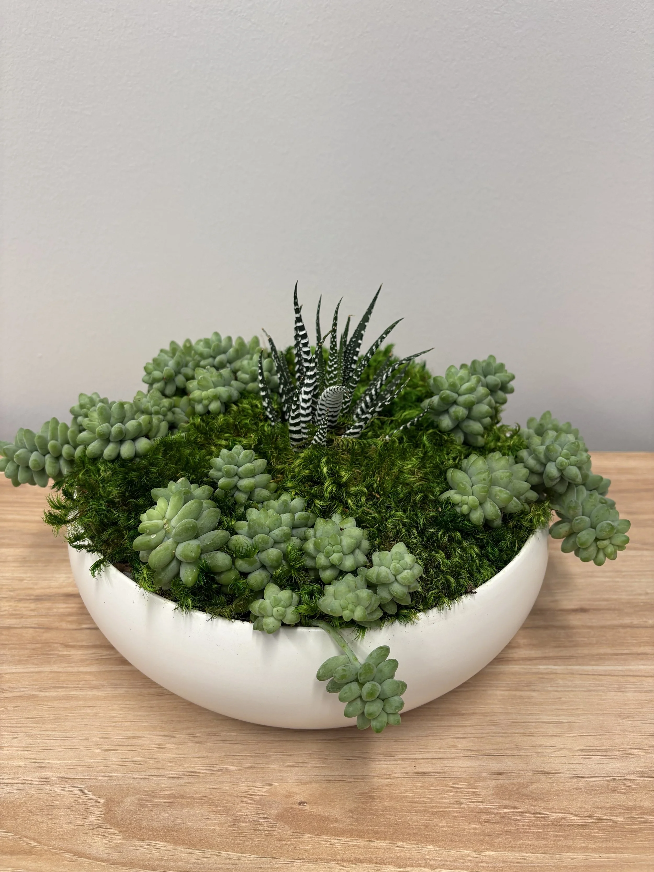 Succulent bowl in a white pot on a wood cabinet
