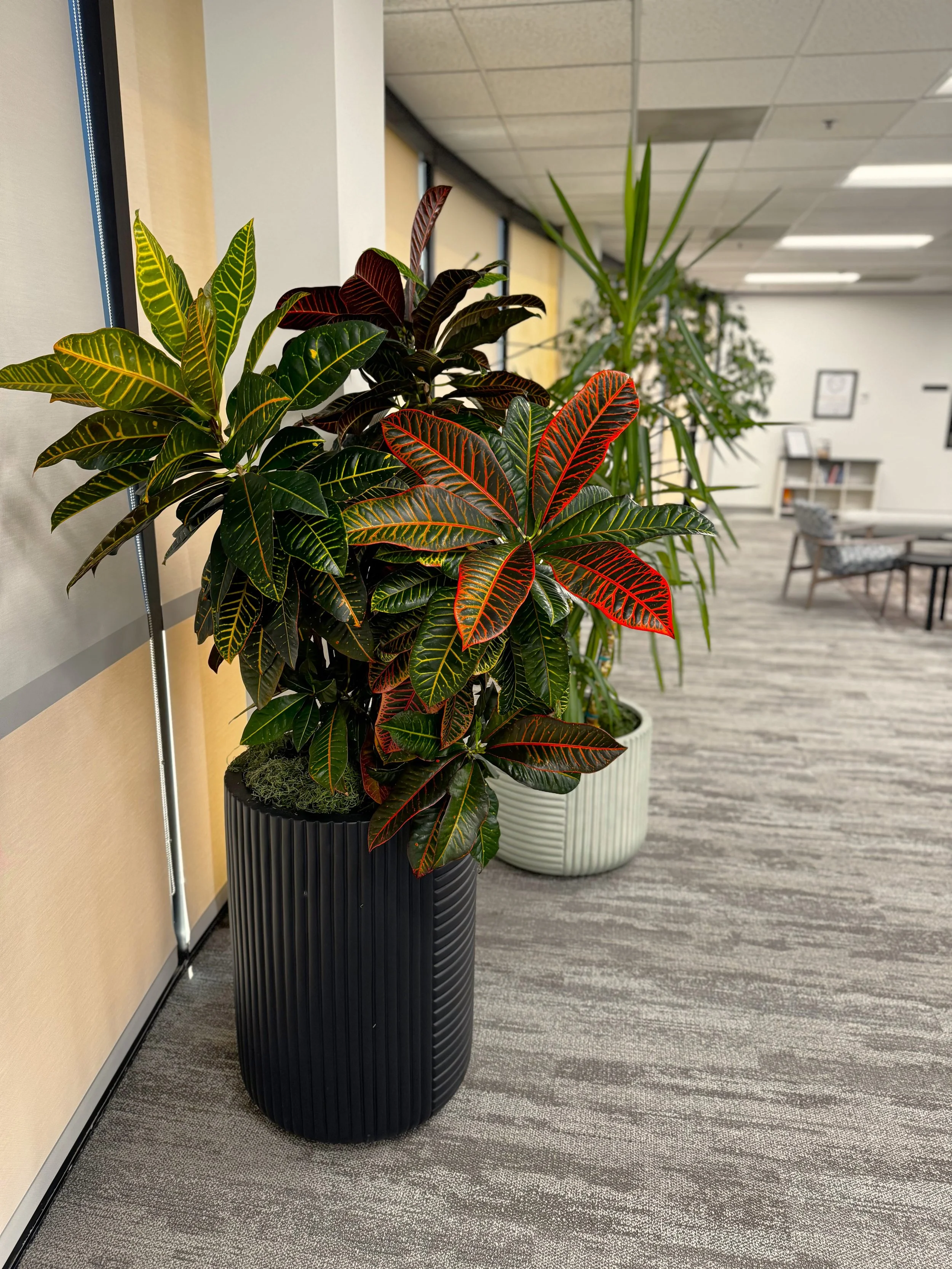 Tall trees in decorative white and black containers in a beautiful corporate open area.