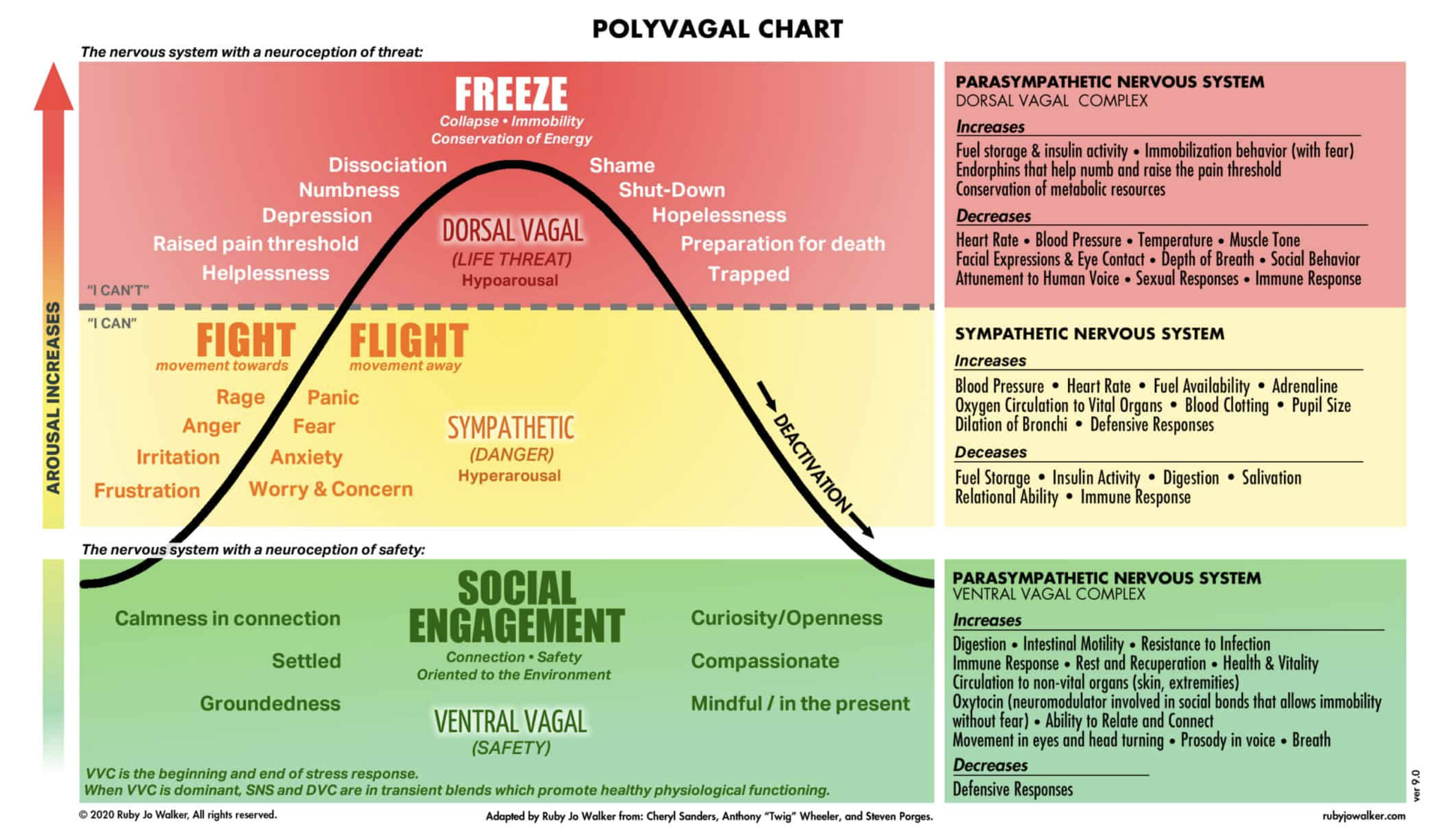 Polyvagal chart illustrating the nervous system's response to threat, showing zones of interaction from fight and flight responses in yellow to freeze responses in red, with descriptions of physiological and emotional states.