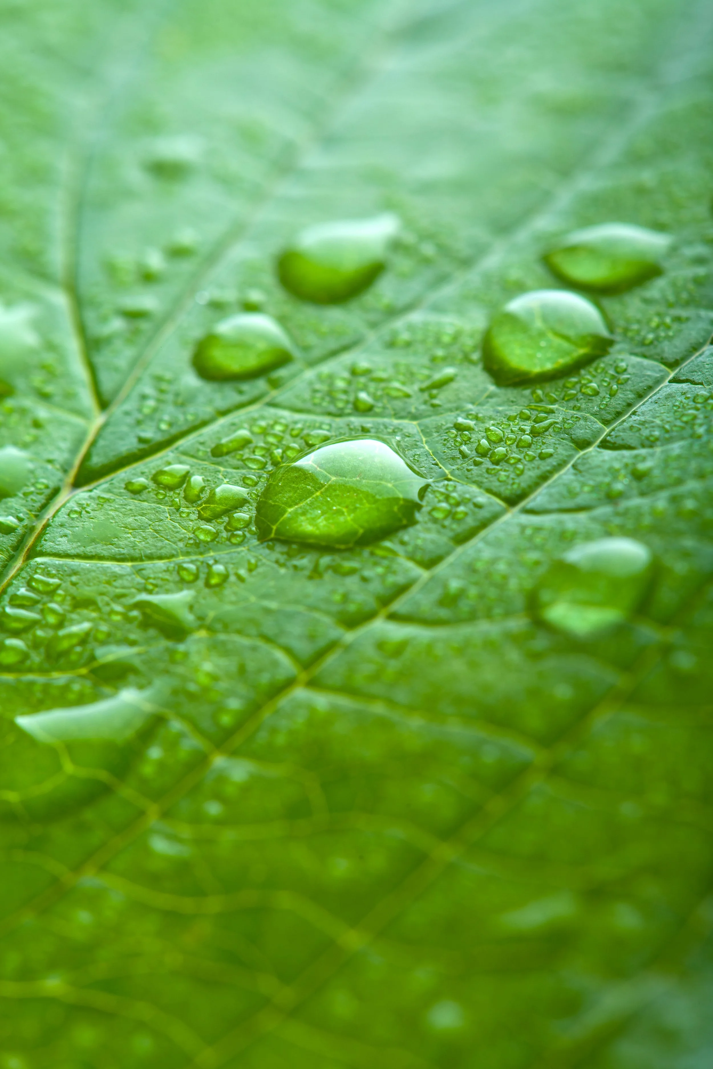 Close-up of a green leaf with water droplets on its surface.