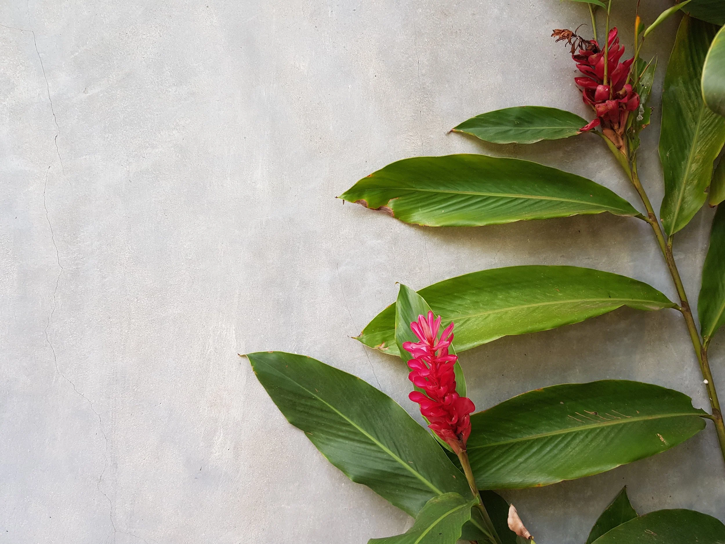 Green leaves with pink flowers against a light gray background.