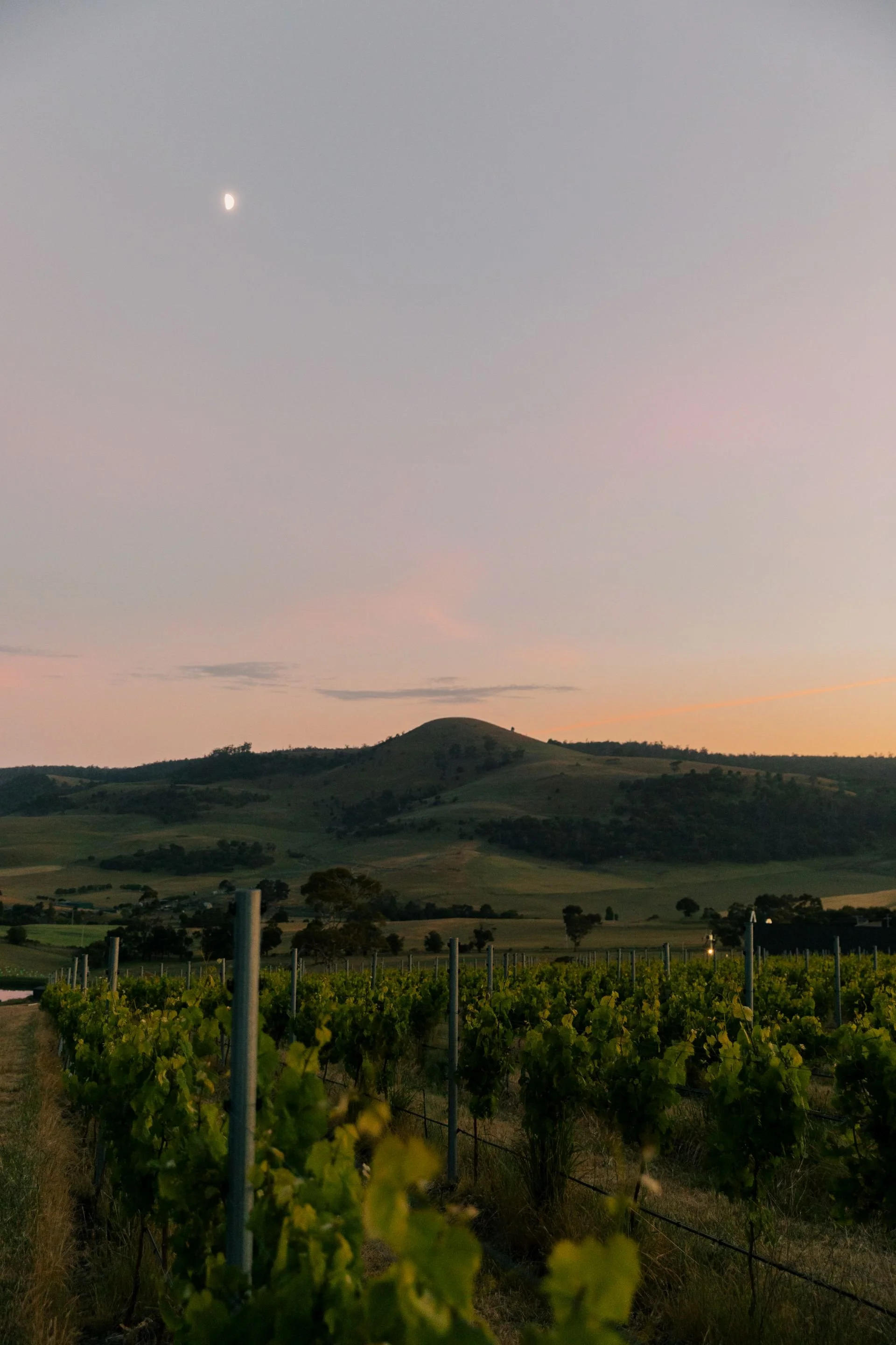 Sisu Wines
