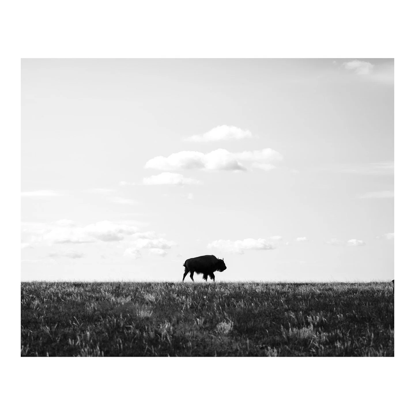 A tour with the buffalo&hellip; and of course an abandoned house. 

#photography #buffalo #fortpeck