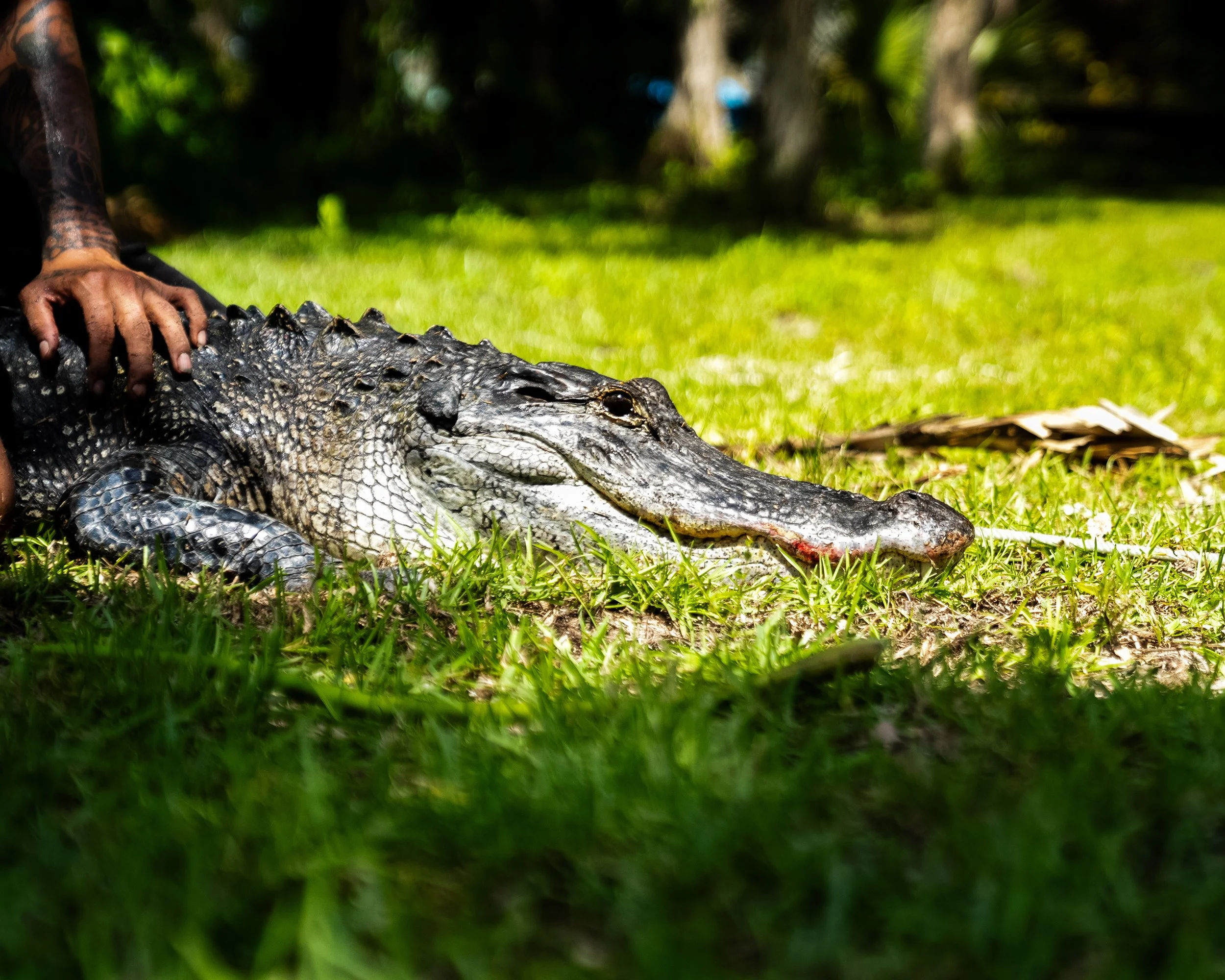 Gator 6-11-25-31.jpg