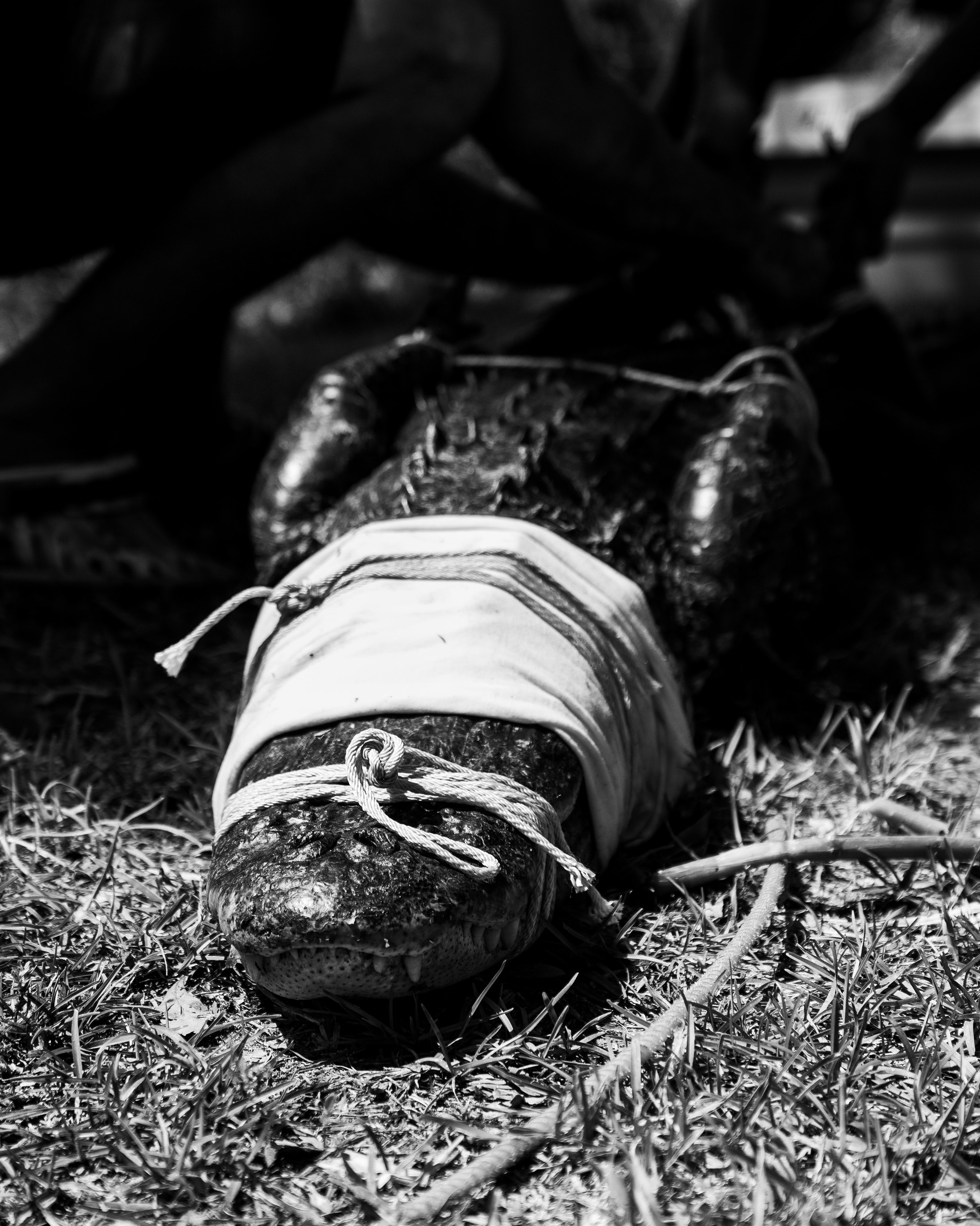 Gator 6-11-25-19.jpg