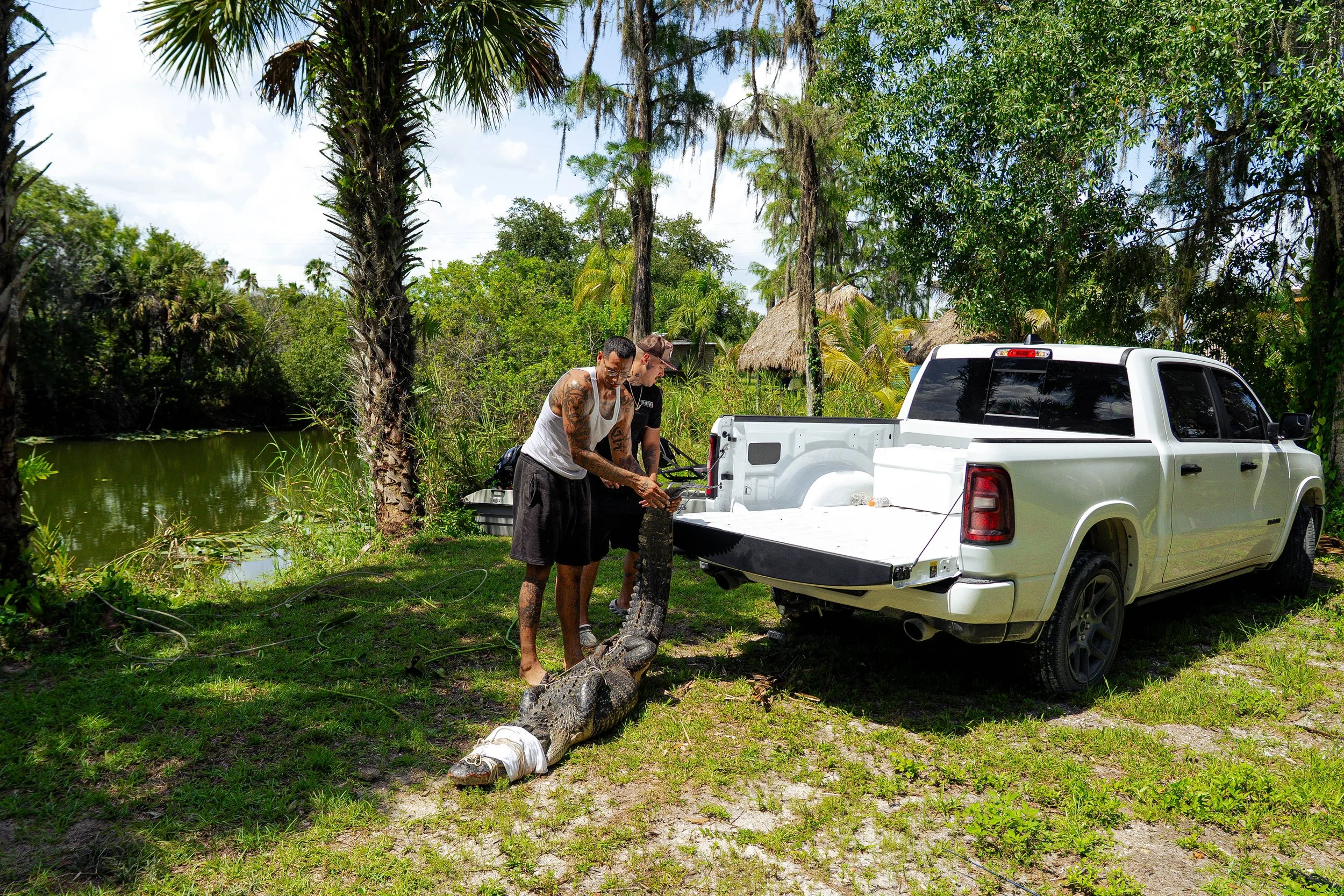 Gator 6-11-25-17.jpg