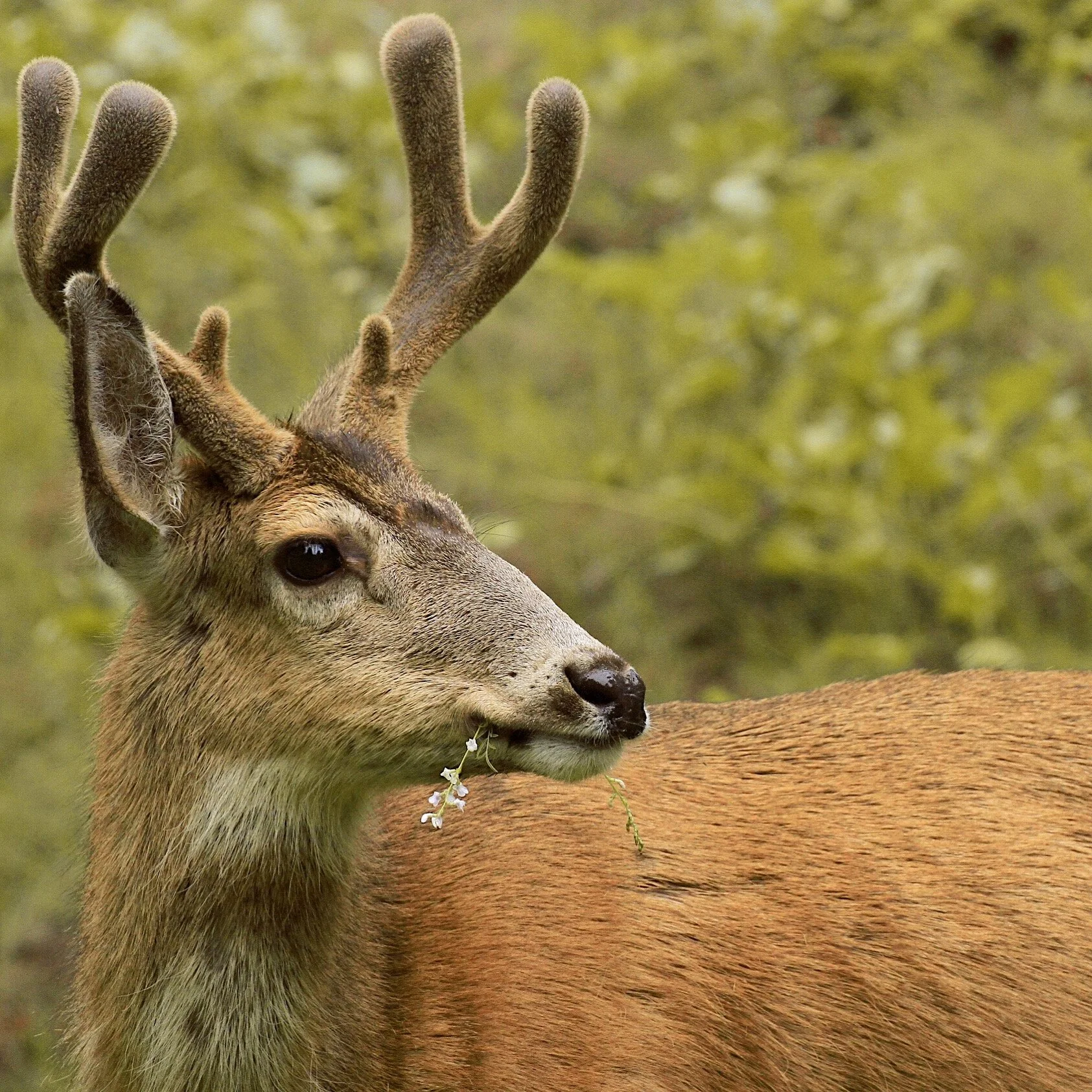 Knox Mountain, Kelowna BC