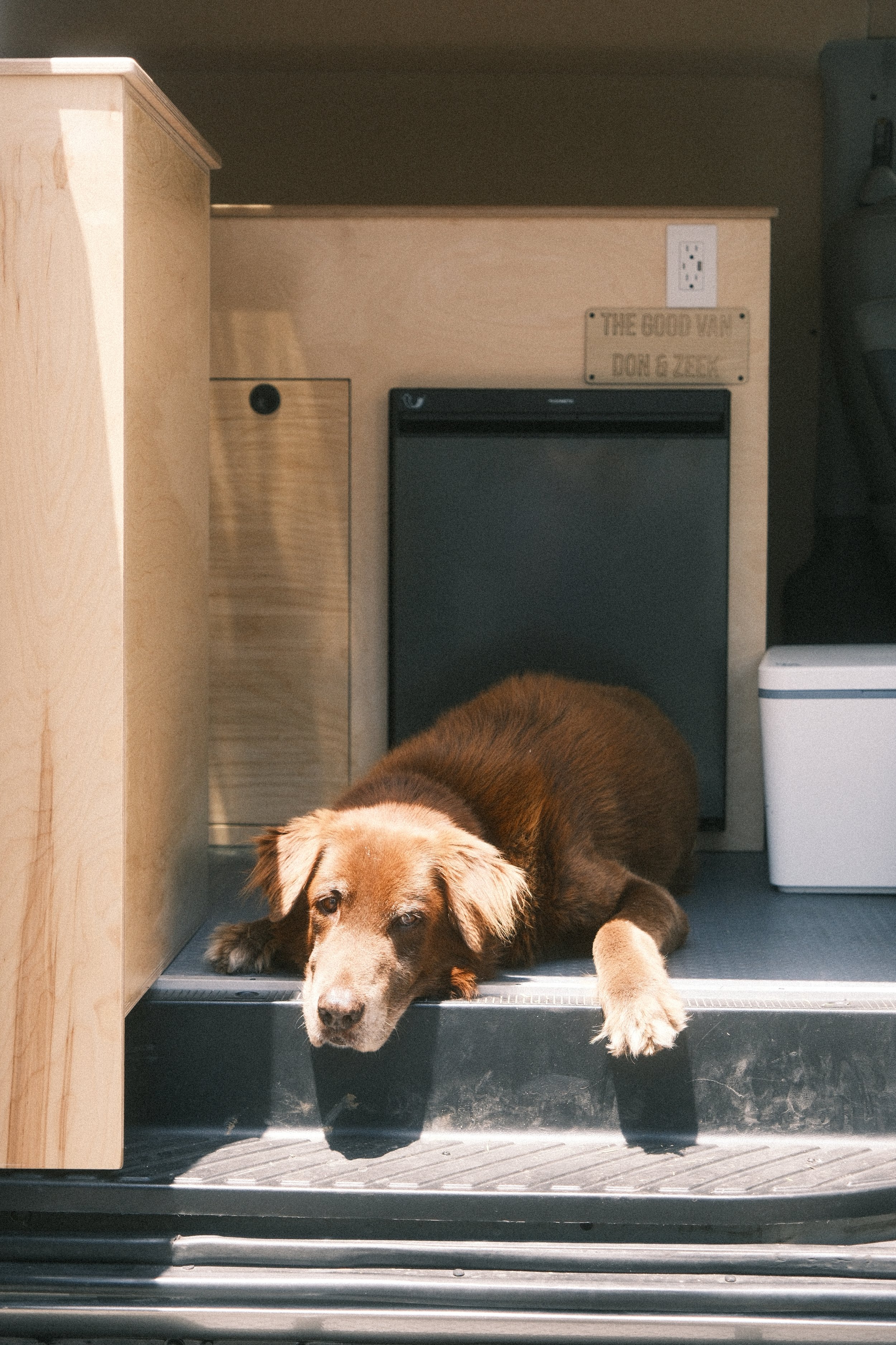 Van Life with a Dog: Necessities for Traveling with Pets