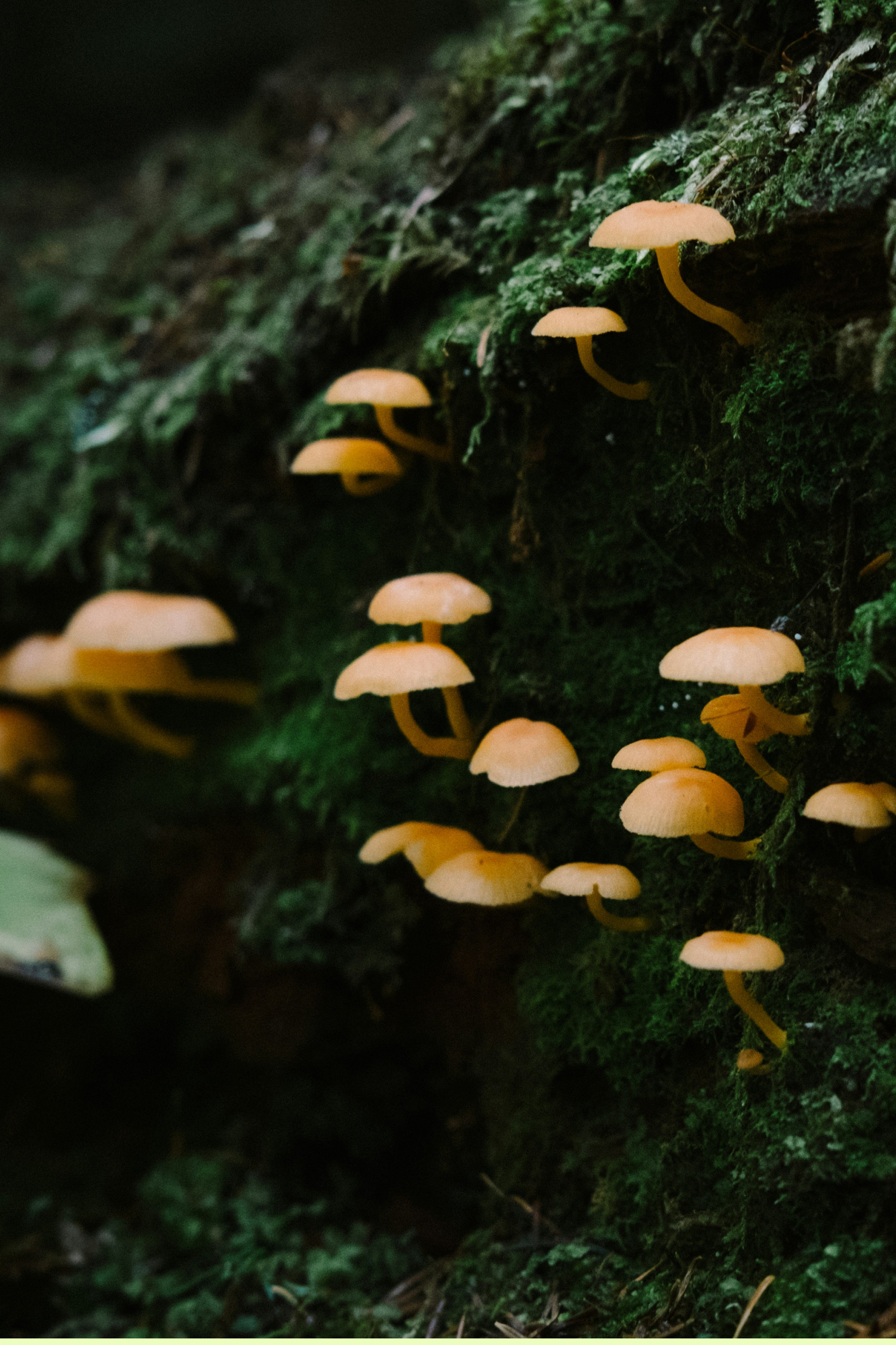 Talk For Mycoverse, Forest Grandfathers: Russian Mushroom Wisdom And The Ancient Art Of Listening