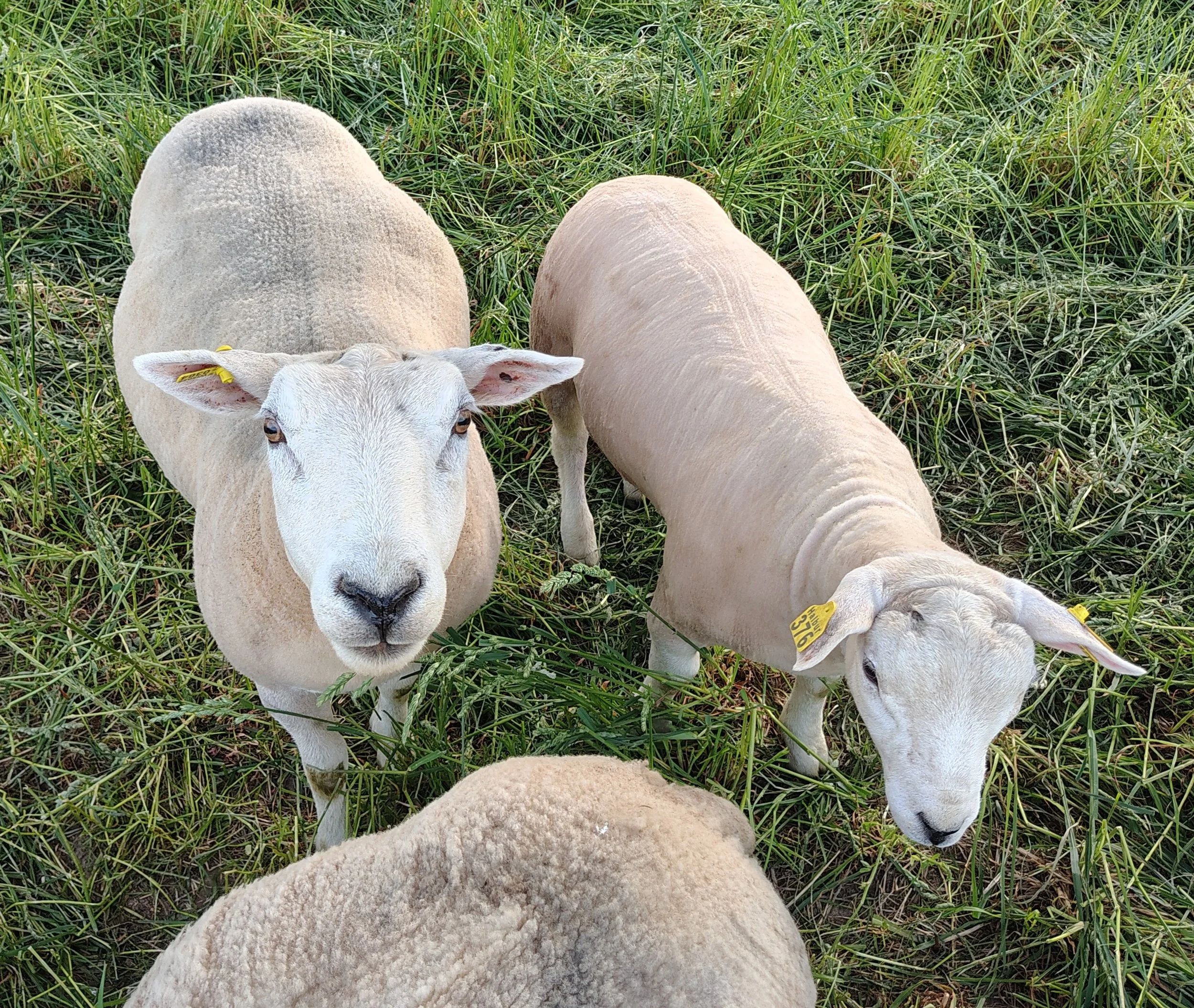 Texel Ram Lamb and his Dam