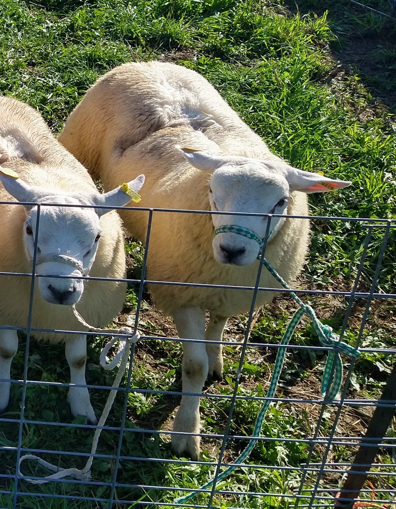 Texel Ram Lamb 4.48 loin eye