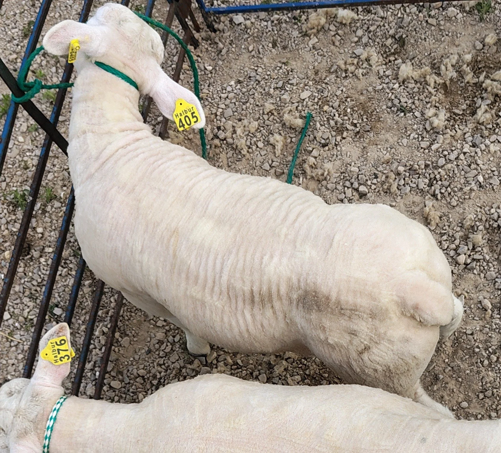 Texel Ram Lamb
