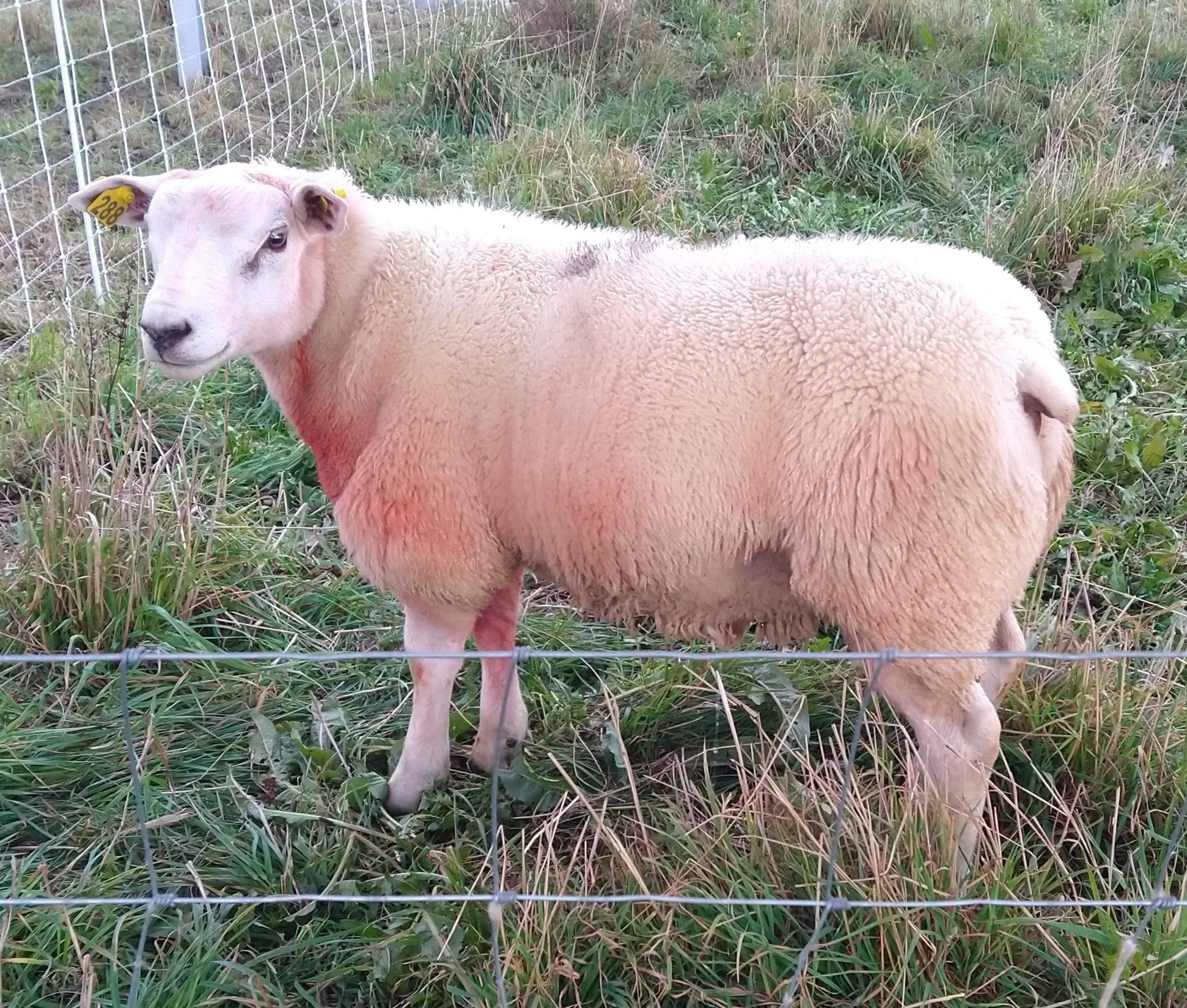 2026 Lamb Crop Sires