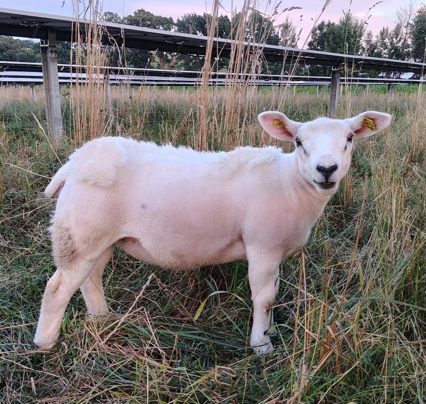 Shedding Texels