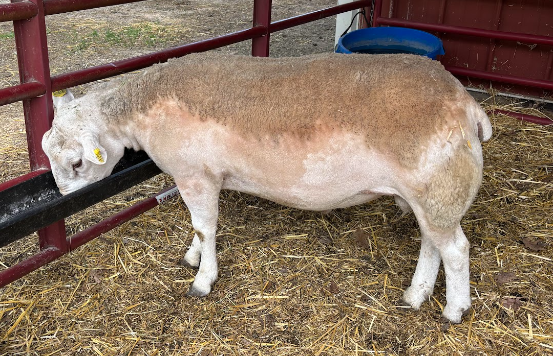 Yearling Texel Ram