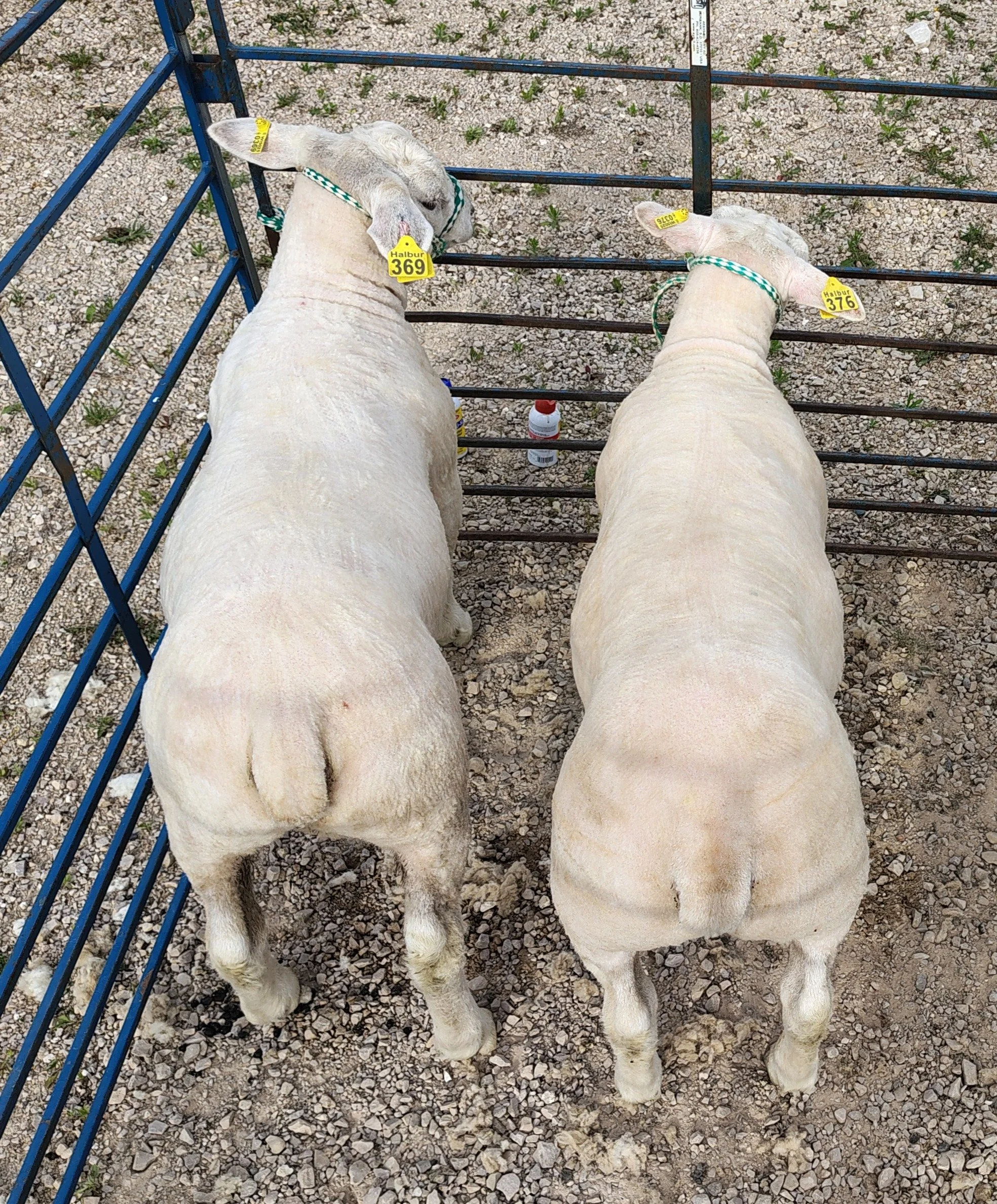 3 month old Texel ram lambs 100+ pounds