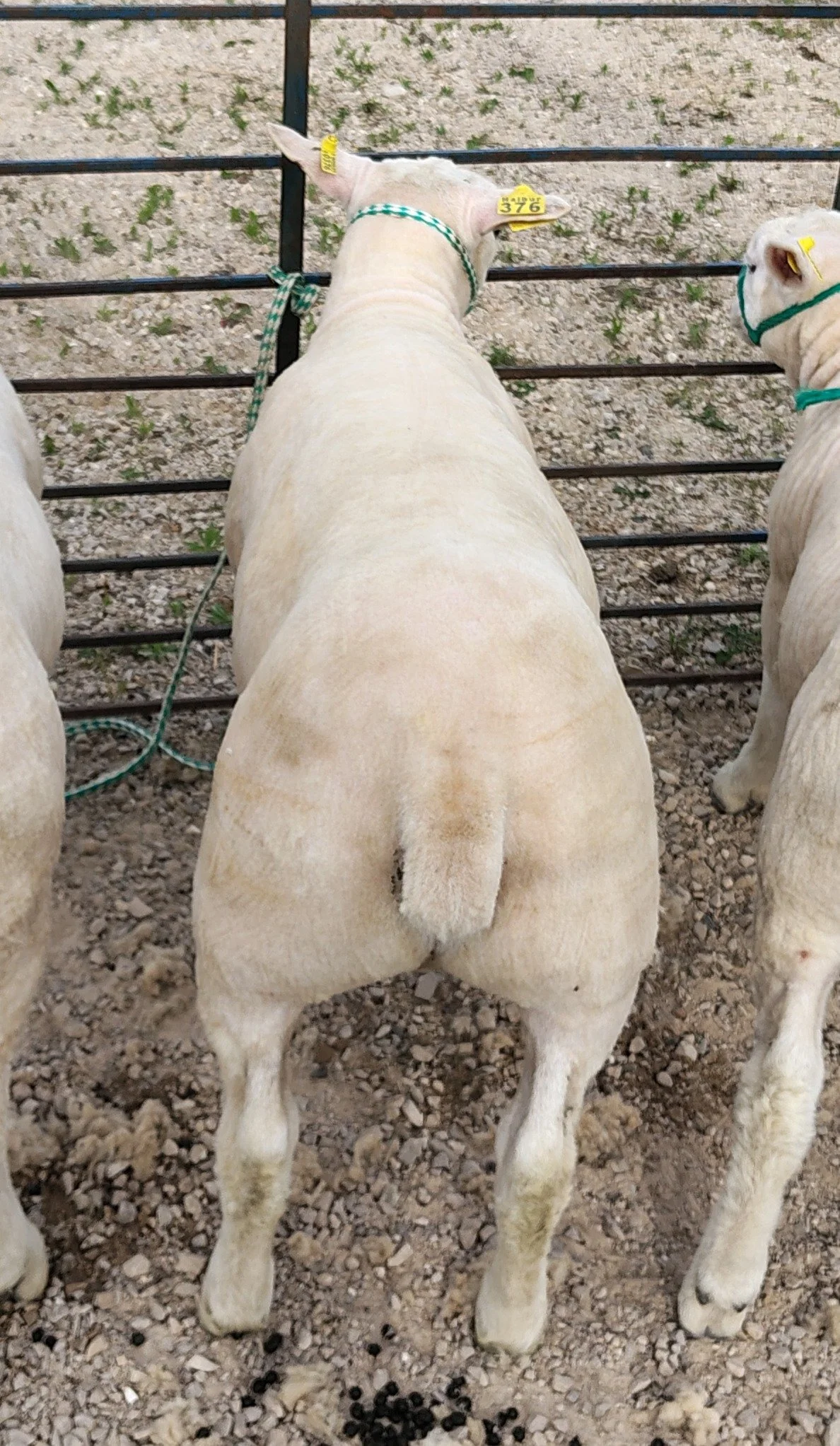 376 rear cropped.JPG
