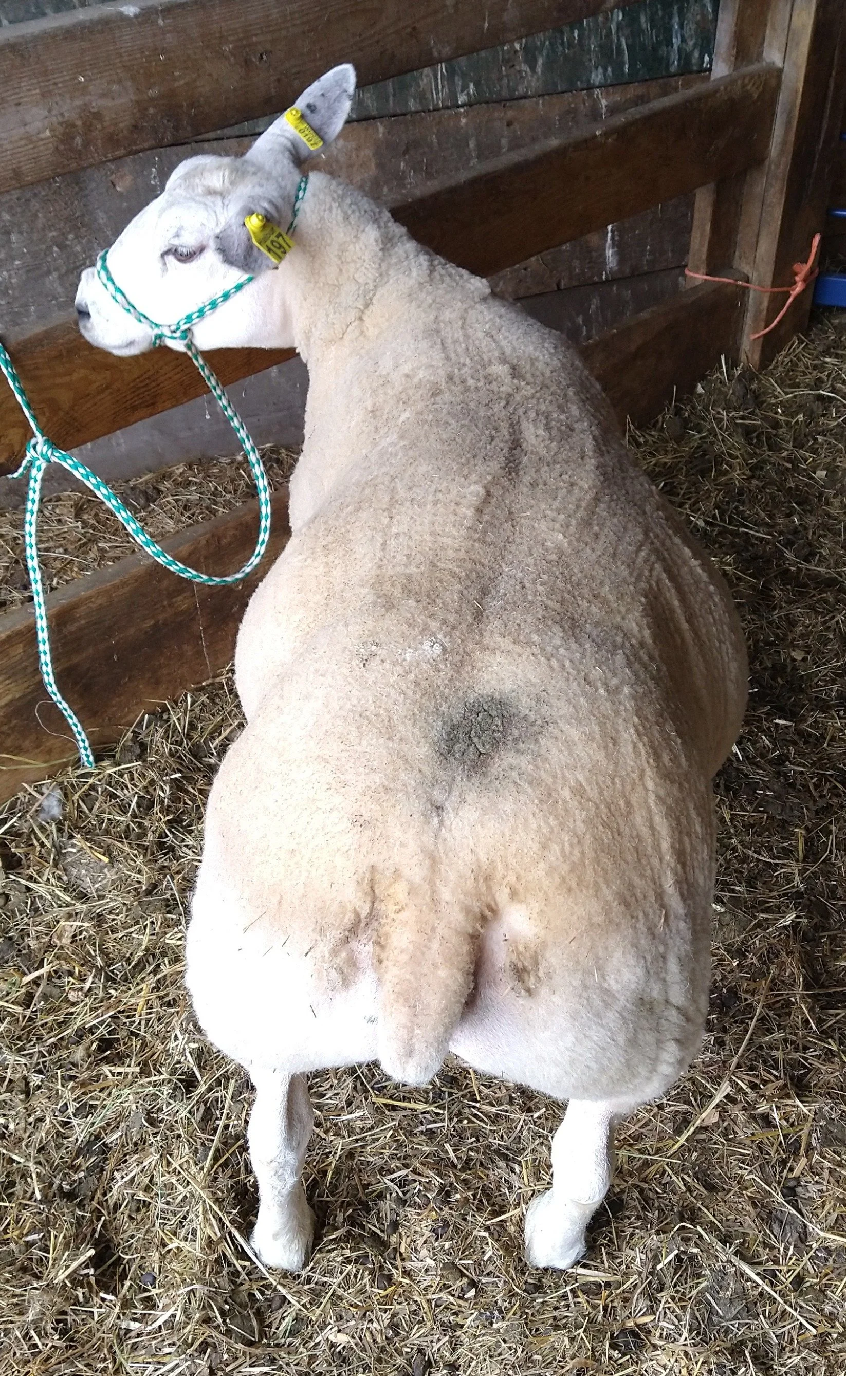Texel Sheep — Halbur's Heavenly Hill