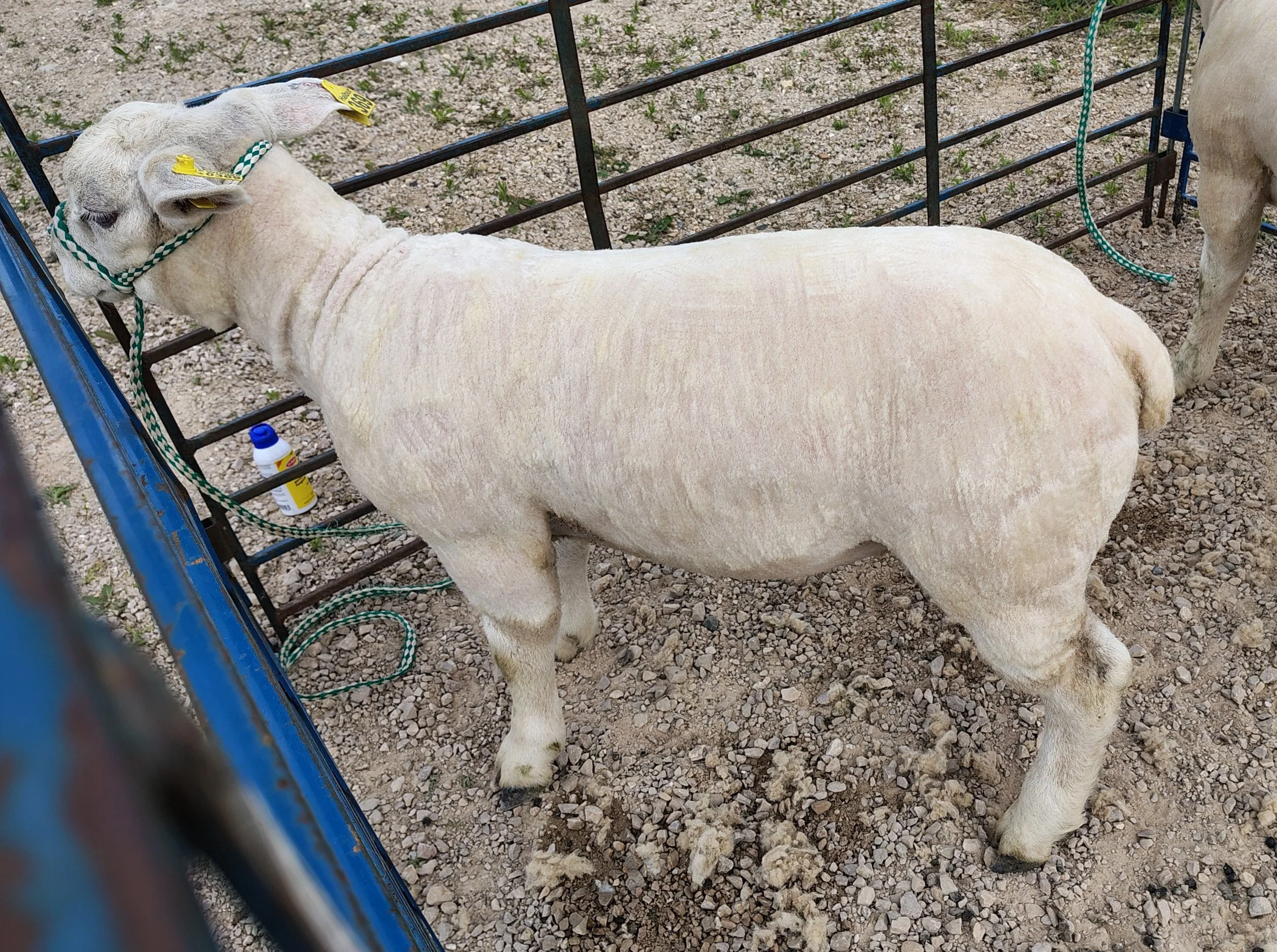 3 month old Texel Ram Lamb