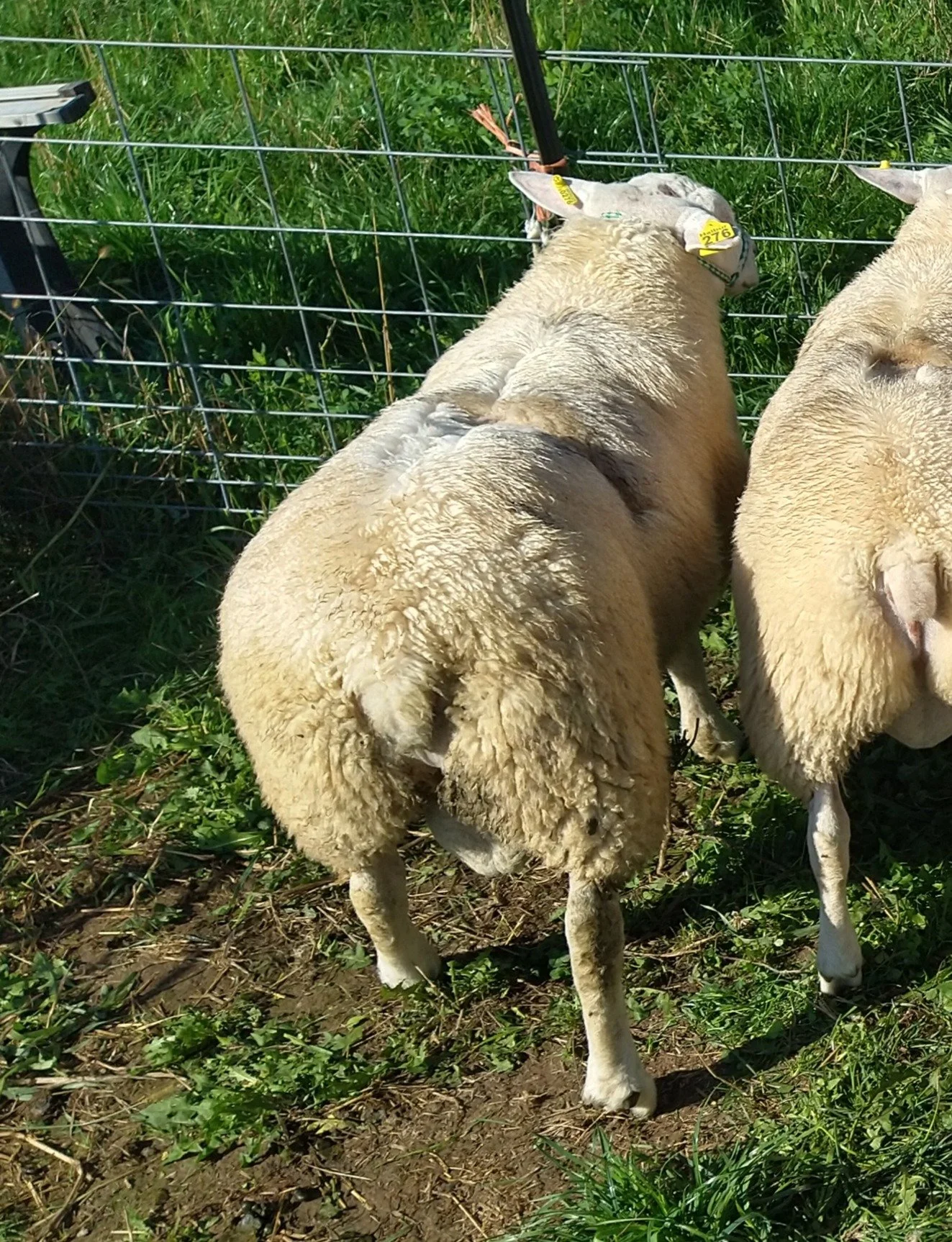 Texel Ram Lamb 4.48 loin eye